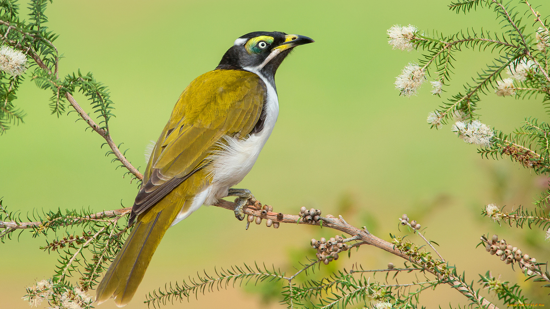 blue-faced, honeyeater, животные, птицы, птичка