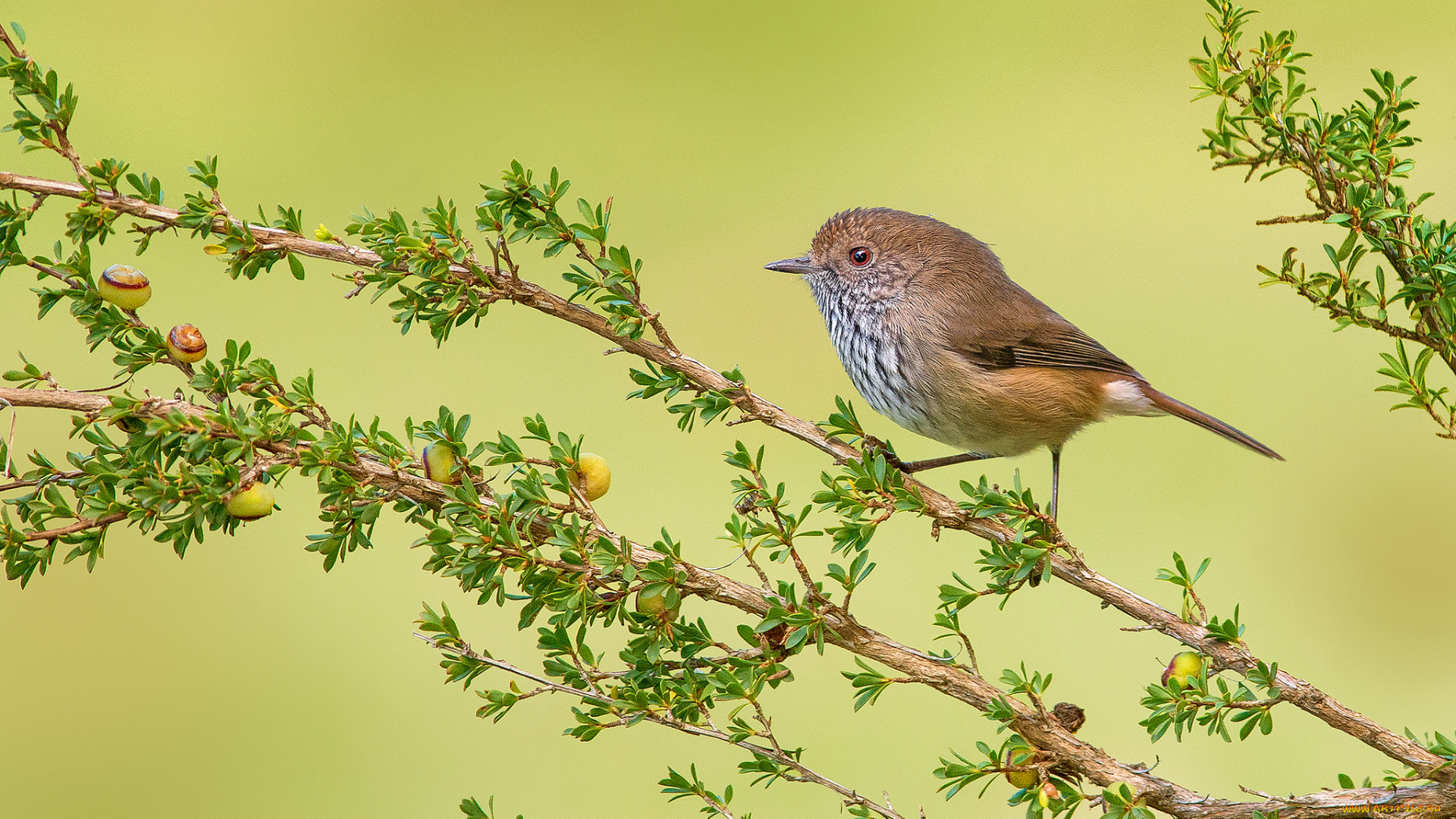 brown, thornbill, животные, птицы, птичка