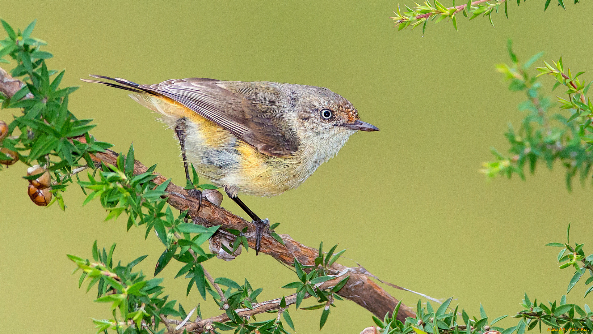 buff-rumped, thornbill, животные, птицы, птичка