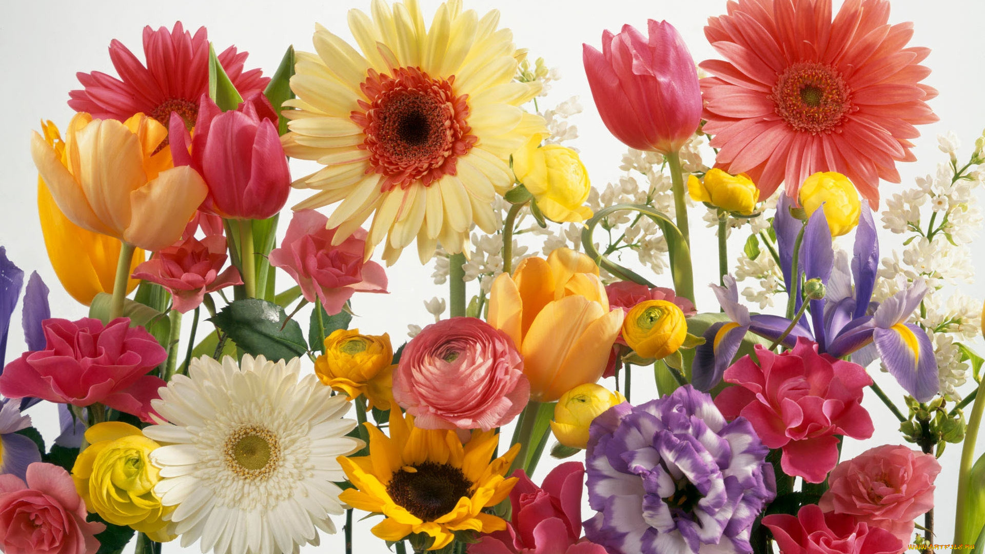 цветы, разные, вместе, тюльпаны, эустома, ирис, герберы