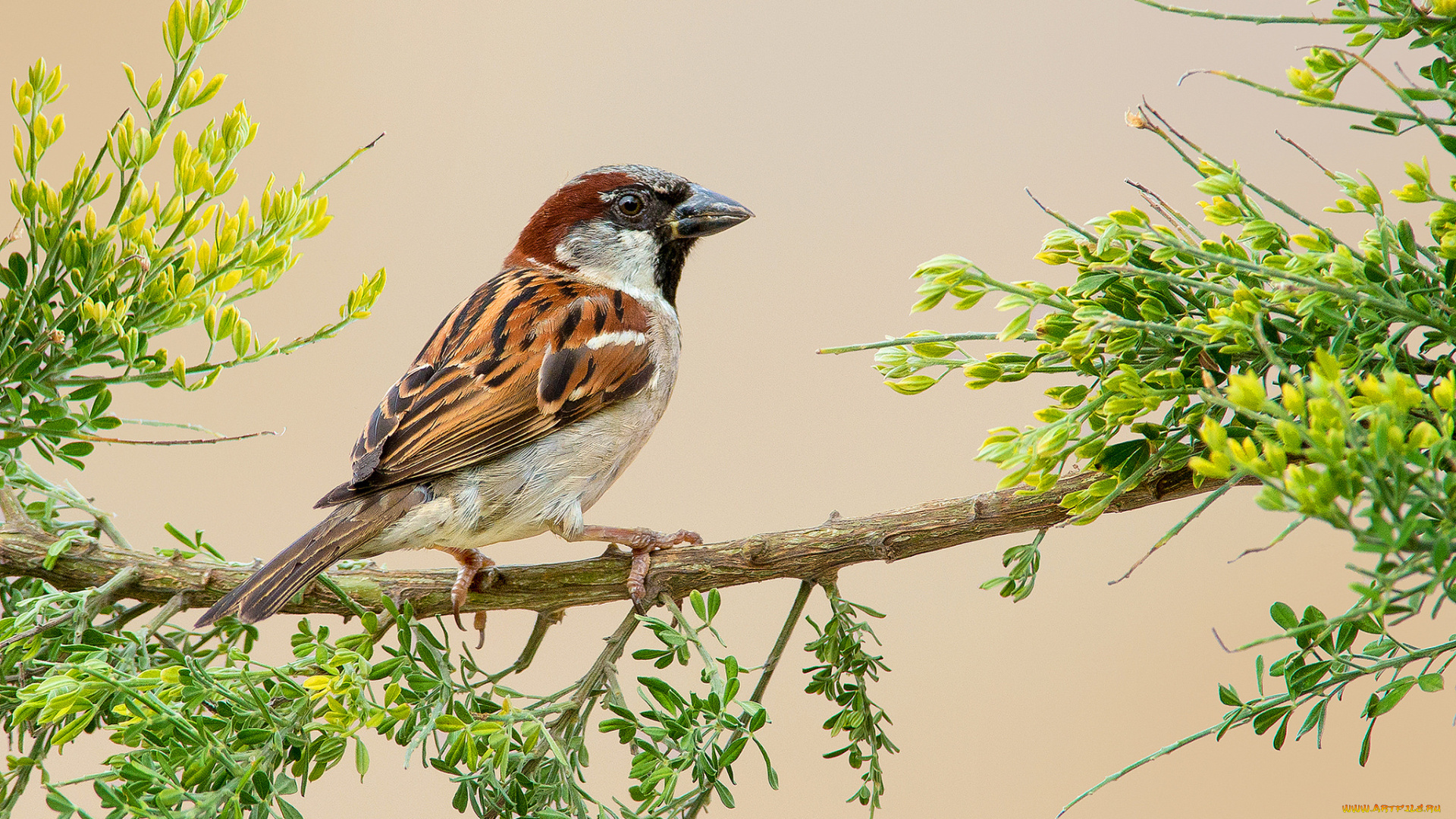 house, sparrow, животные, воробьи, птичка