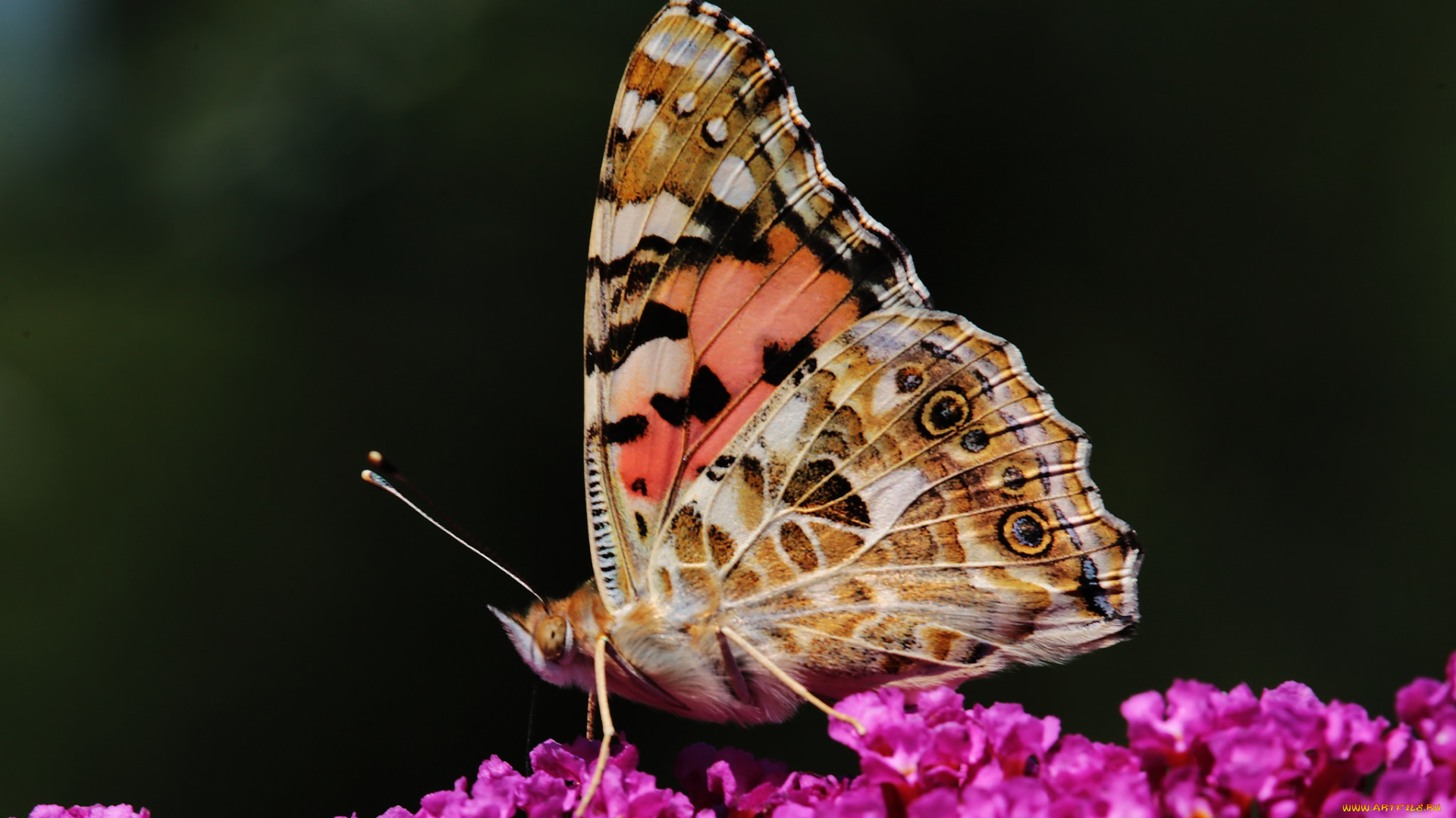 животные, бабочки, , мотыльки, , моли, цветы, крылья, бабочка, макро