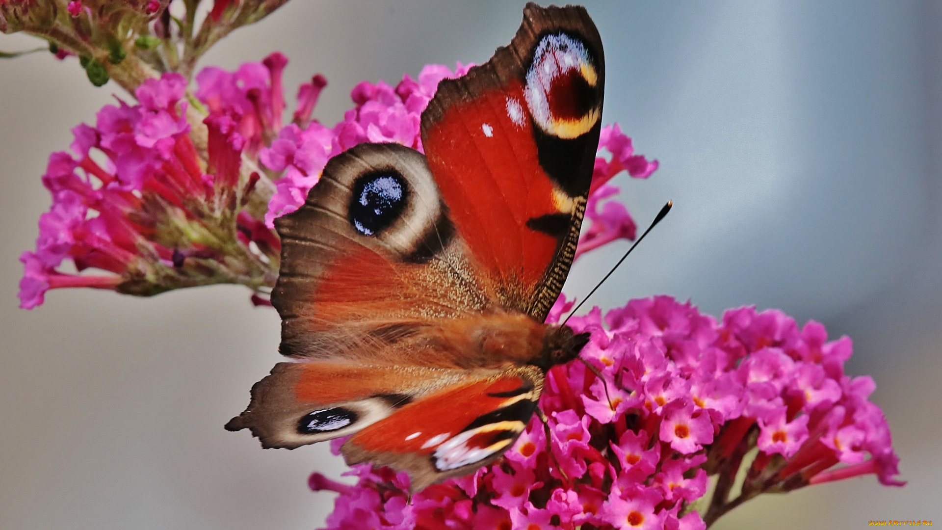 животные, бабочки, , мотыльки, , моли, крылья, бабочка, макро, розовые, цветы