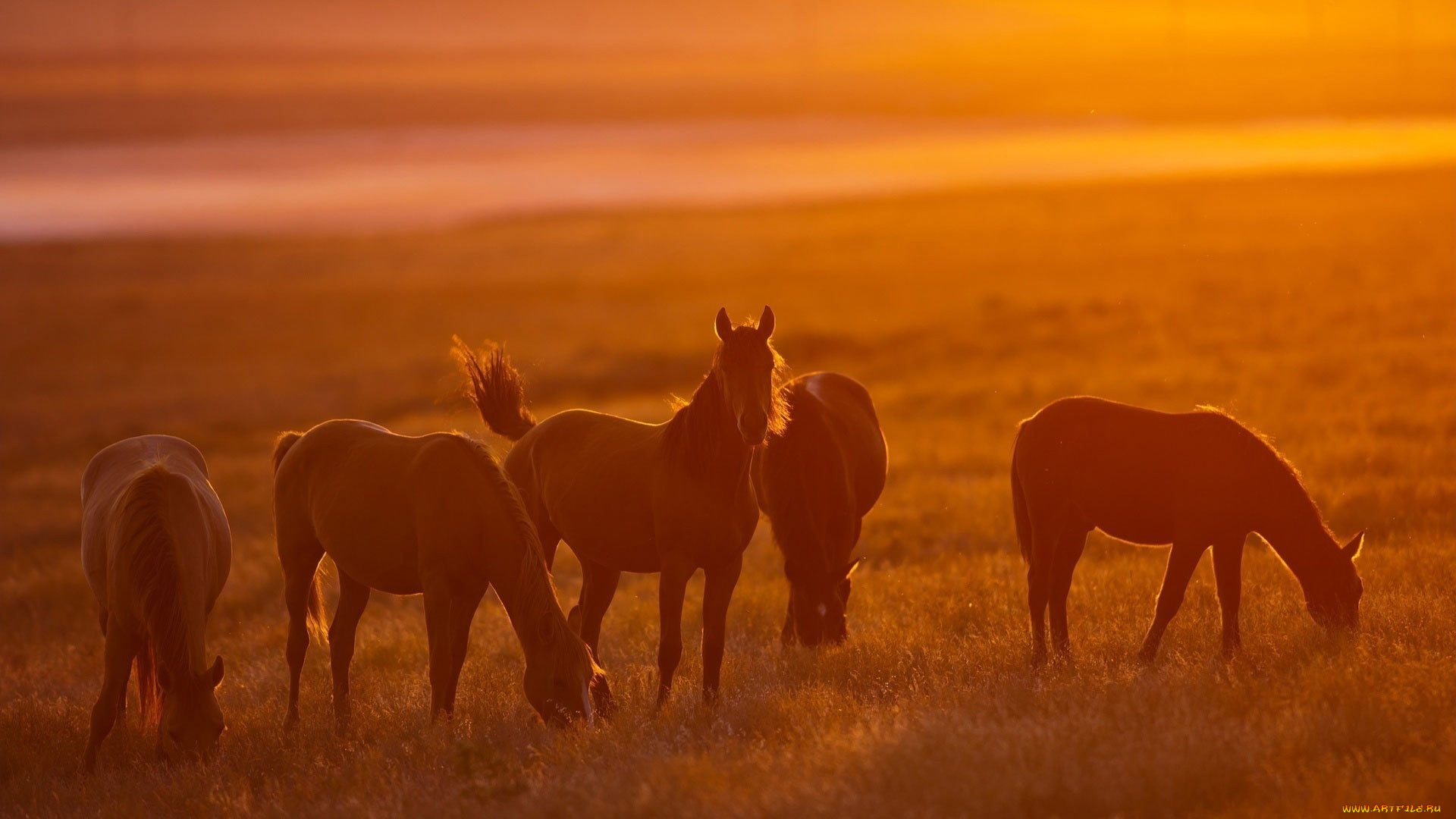 животные, лошади, кони, солнце, пастбище, свет, табун, orange, horses, nature, light, sun