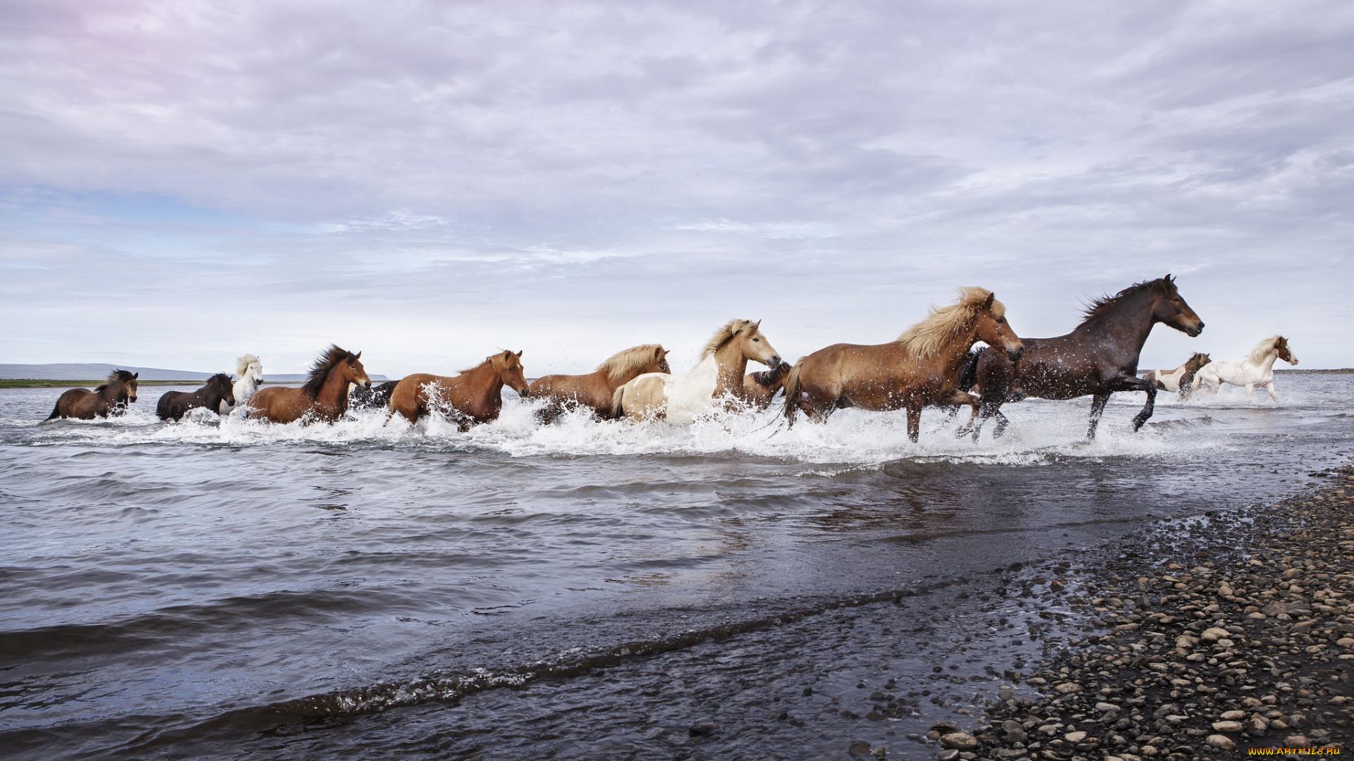 животные, лошади, река, природа, кони