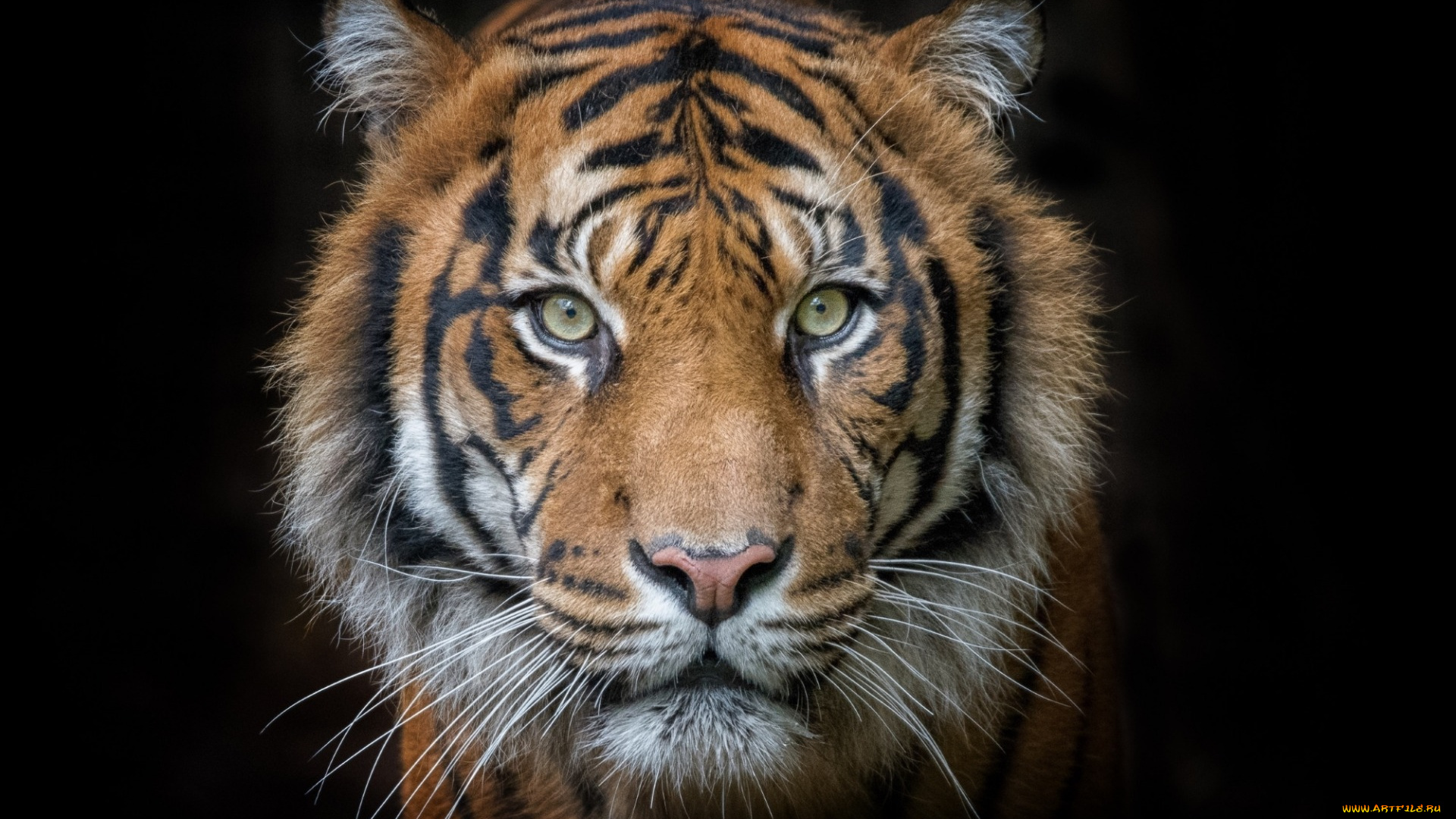 животные, тигры, тигр, морда, портрет, хищник, взгляд