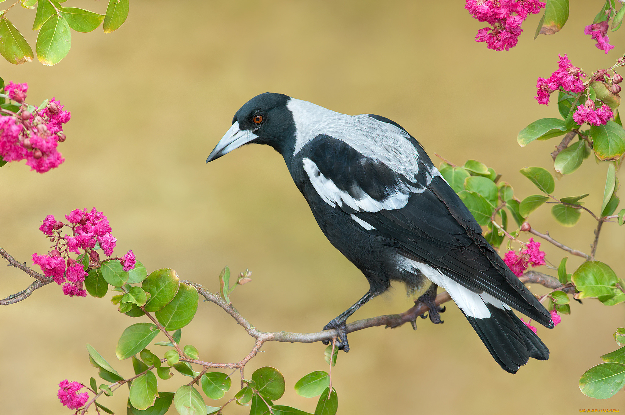 australian, magpie, животные, птицы, птичка