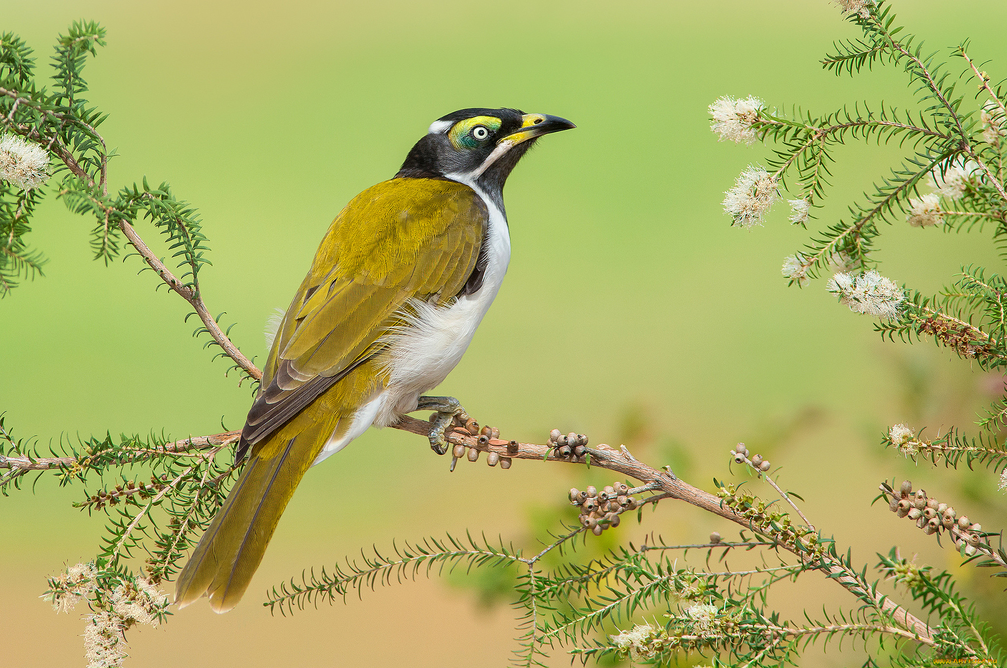 blue-faced, honeyeater, животные, птицы, птичка