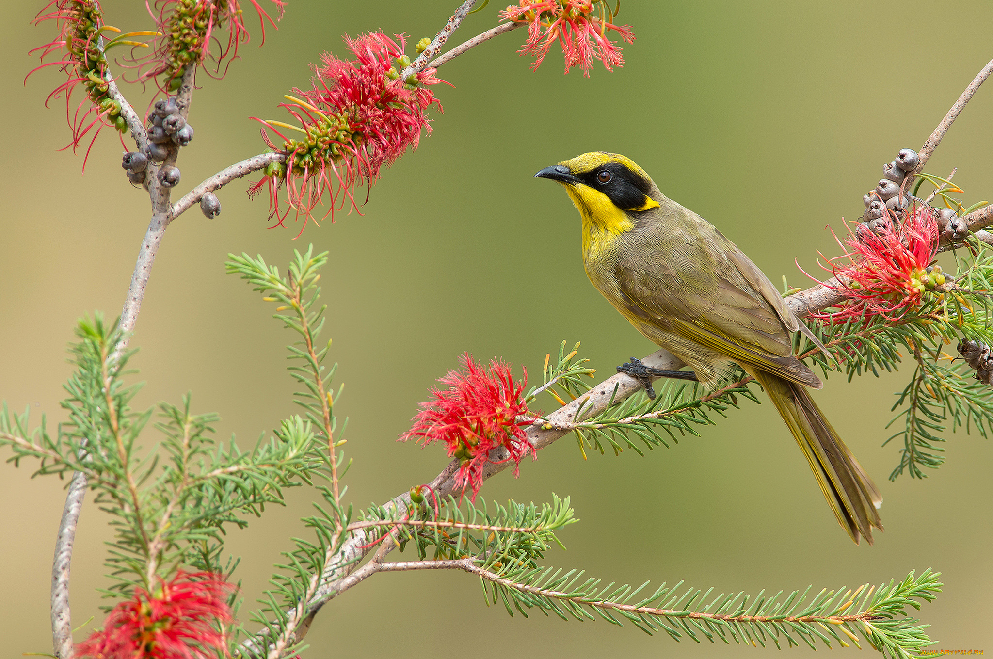 yellow-tufted, honeyeater, животные, птицы, птичка