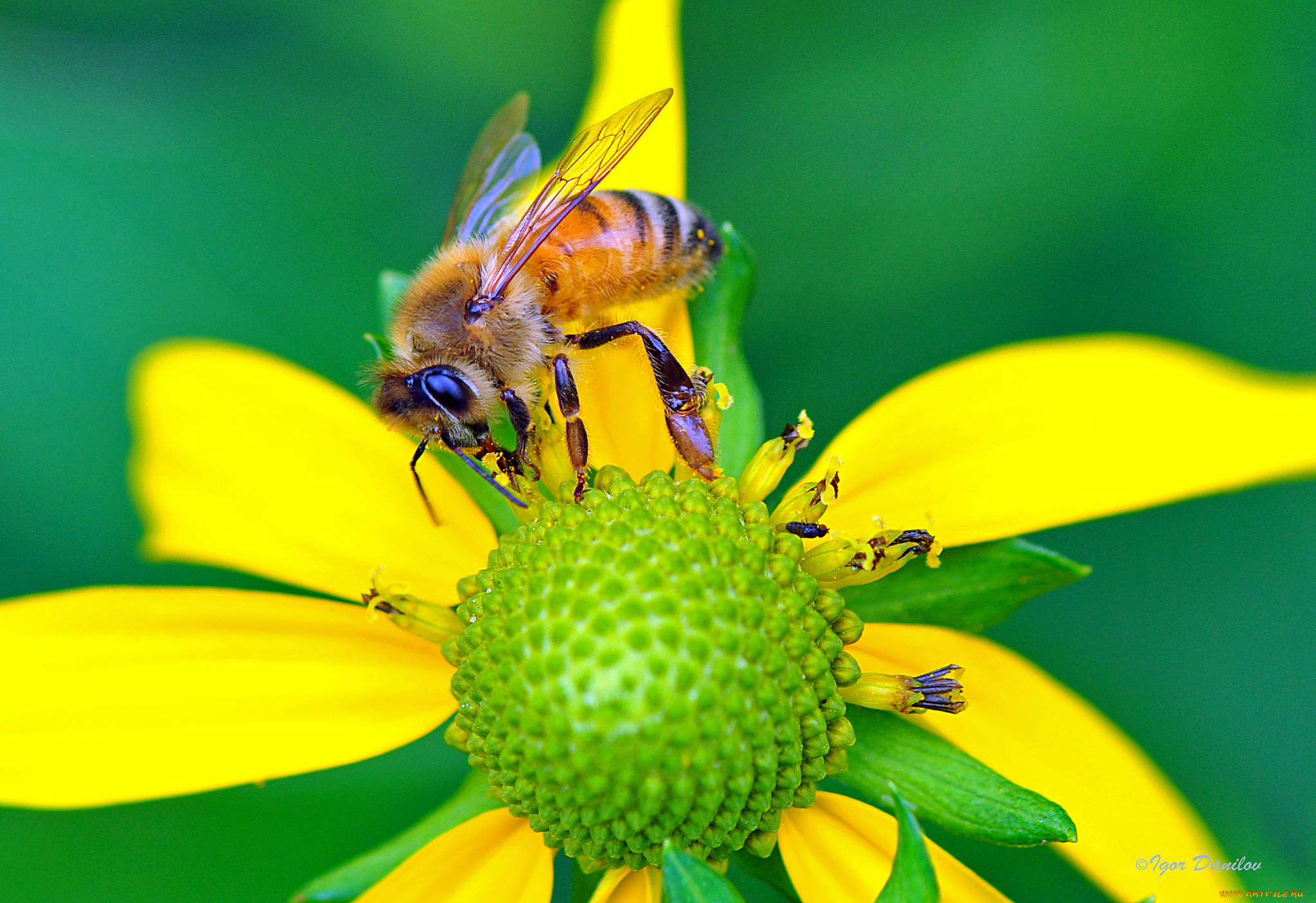 животные, пчелы, , осы, , шмели, макро, цветок, пчела
