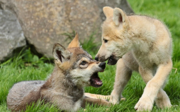 Картинка животные волки +койоты +шакалы щенки волчата
