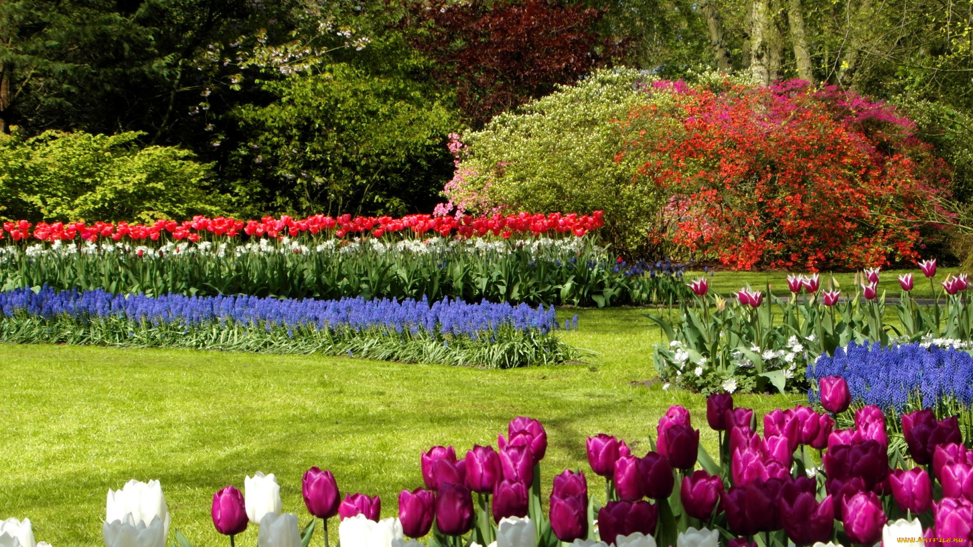 цветы, разные, вместе, газон, деревья, разноцветные, тюльпаны, кусты, парк, нидерланды, keukenhof