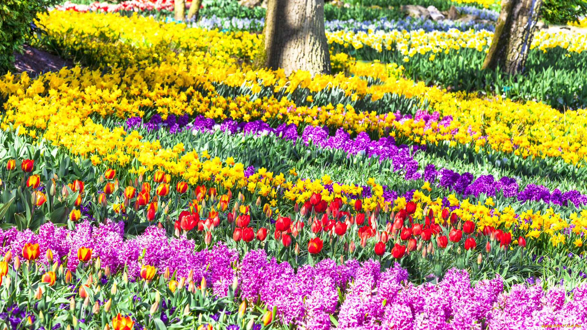 цветы, разные, вместе, lisse, солнечно, нарциссы, красивые, гиацинты, парк, keukenhof, тюльпаны, разноцветные, нидерланды