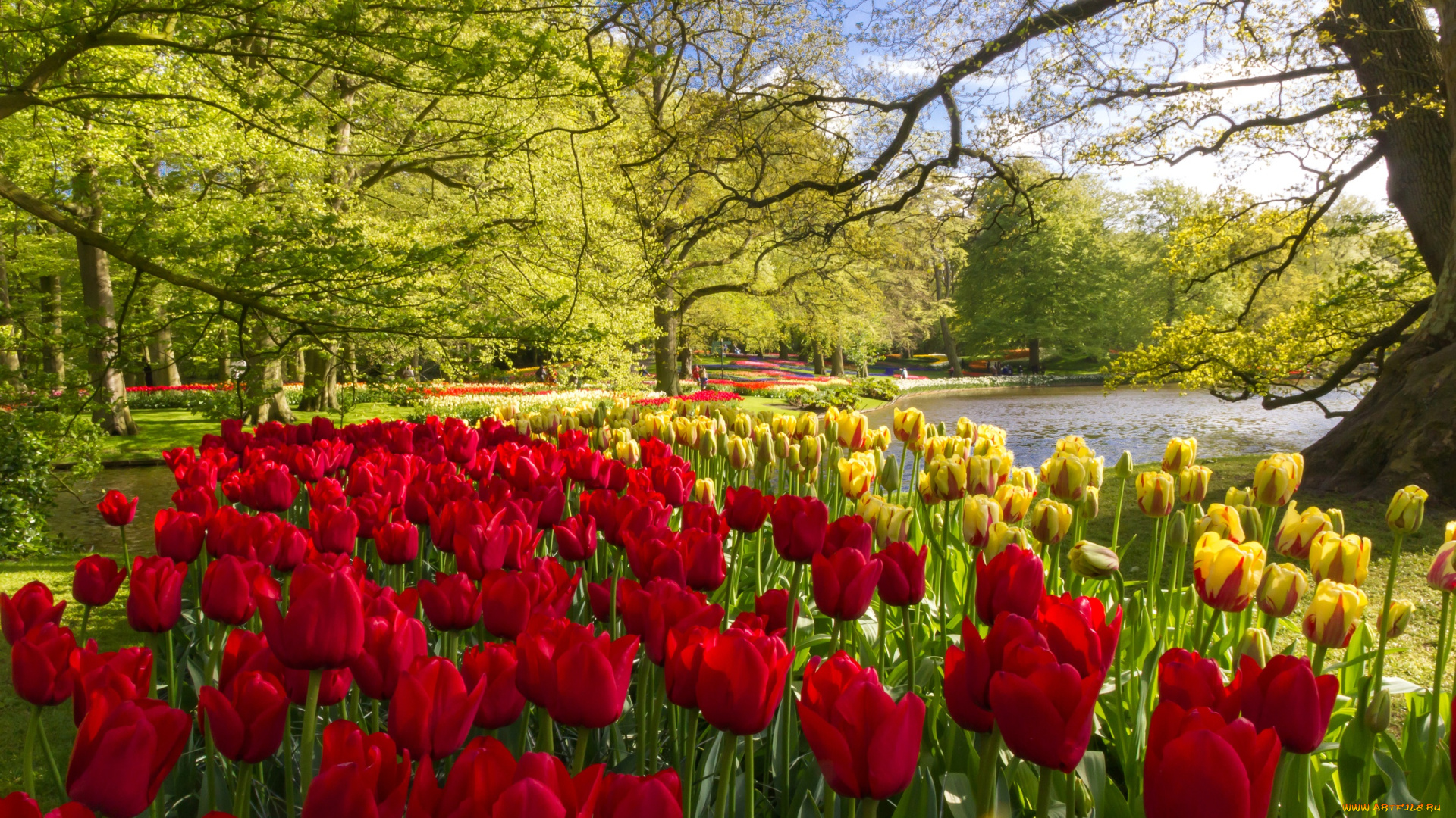 цветы, тюльпаны, нидерланды, деревья, keukenhof, пруд, желтые, красные, парк