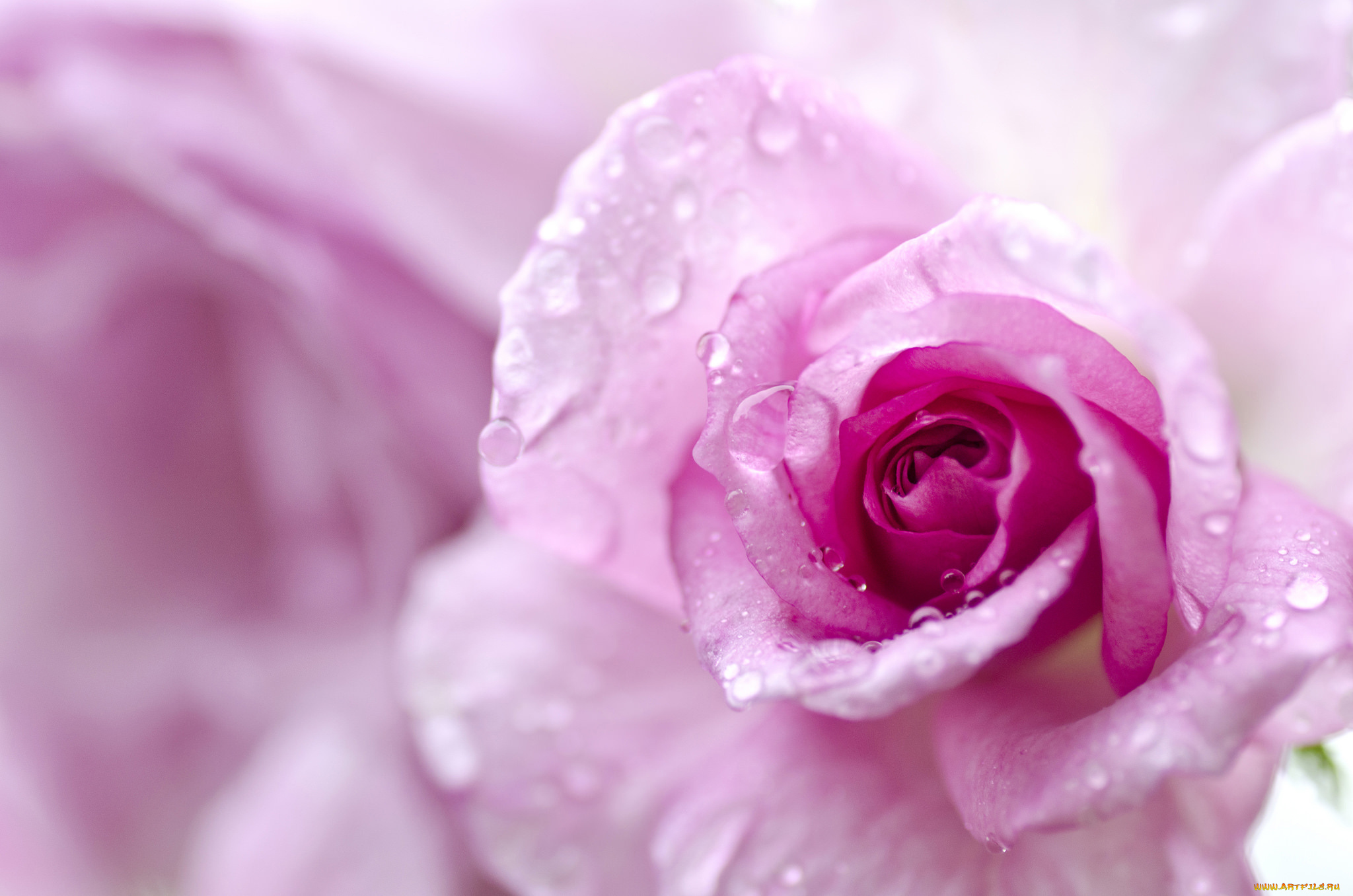нежно-фиолетовые розы загрузить
