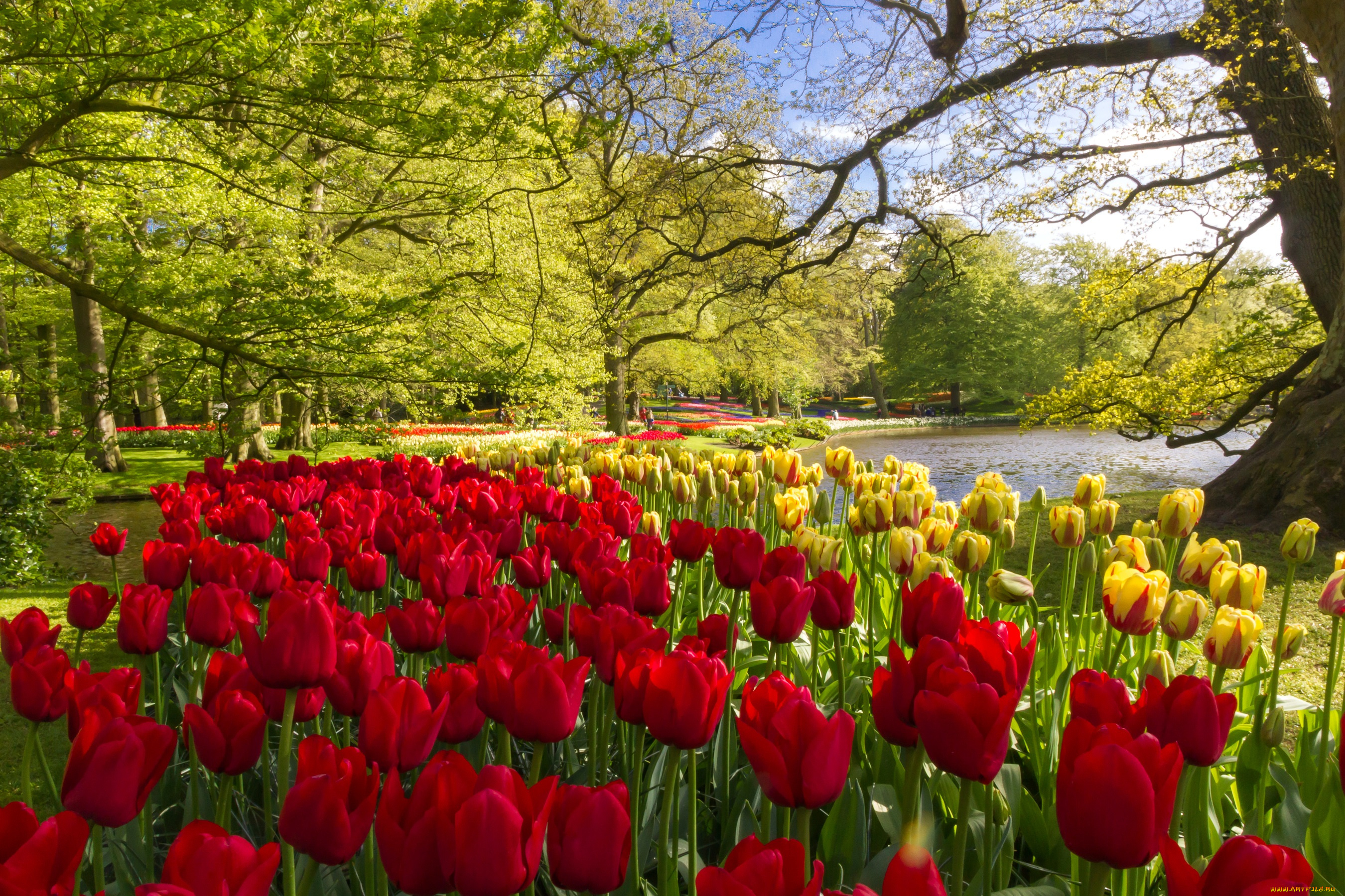 цветы, тюльпаны, нидерланды, деревья, keukenhof, пруд, желтые, красные, парк