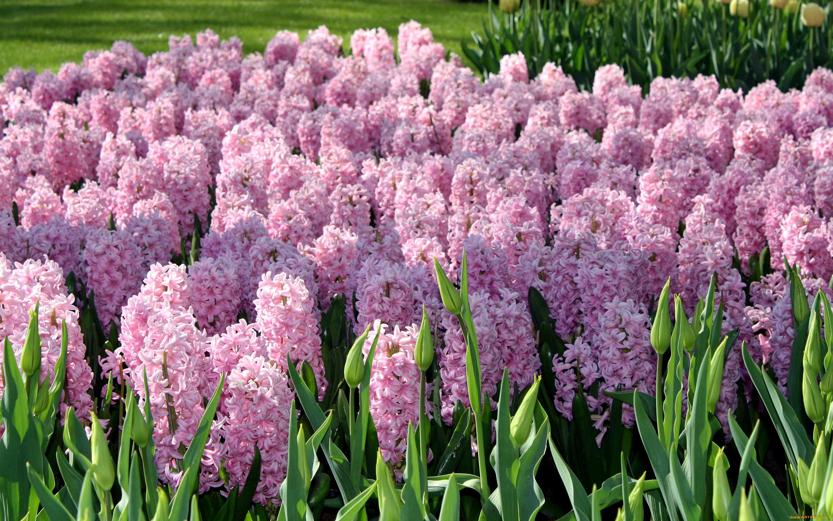 цветы, гиацинты, розовые, сад, keukenhof, gardens, нидерланды