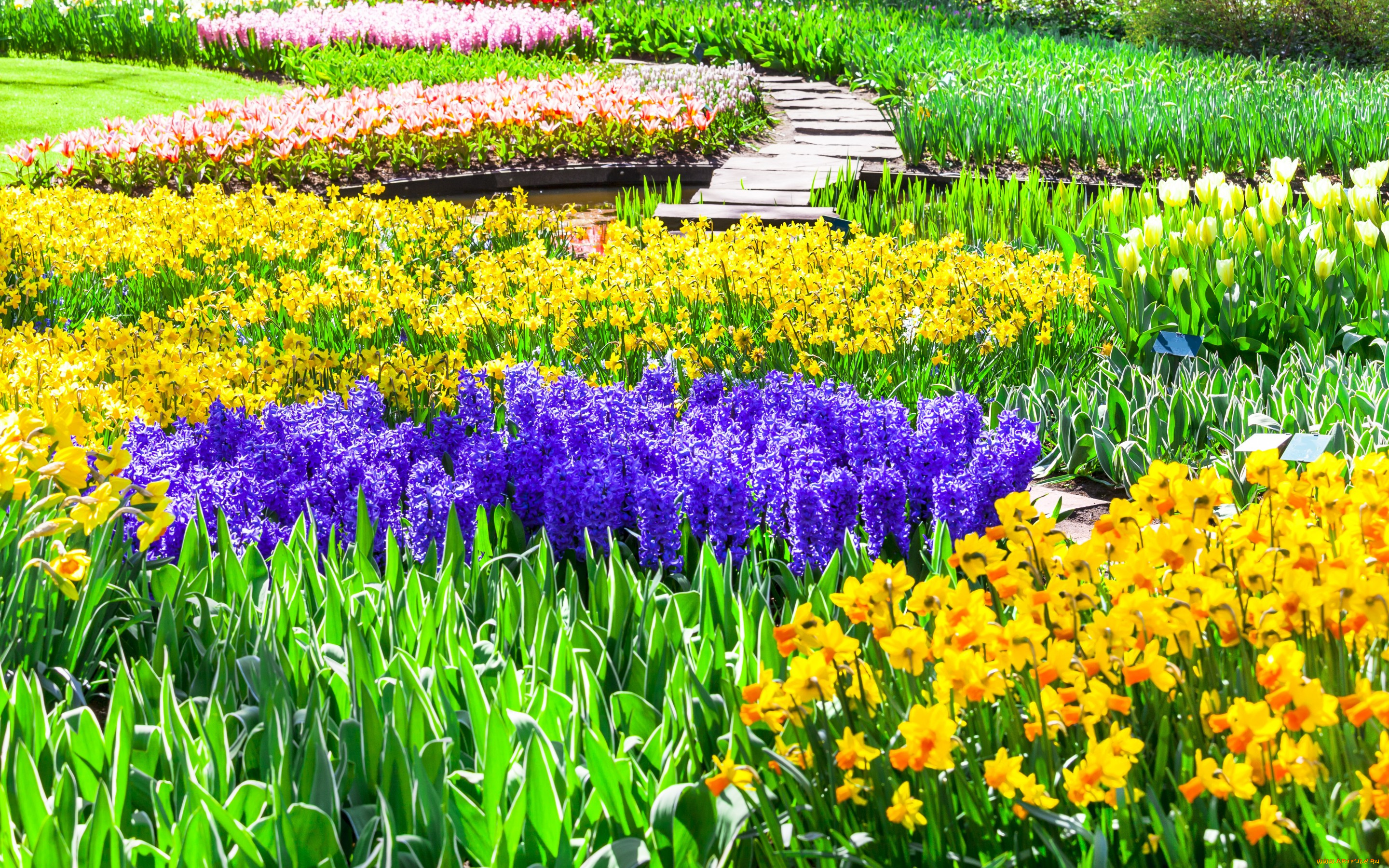 цветы, разные, вместе, тюльпаны, разноцветные, keukenhof, нидерланды, парк, кекенхоф, гиацинты, нарциссы, lisse