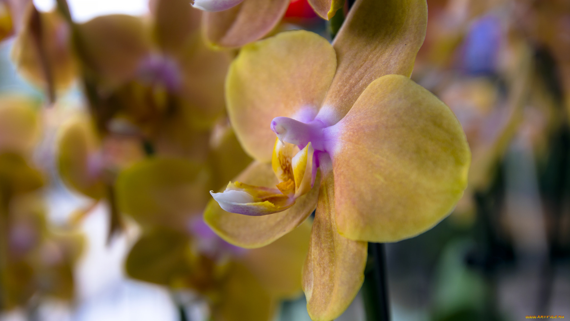цветы, орхидеи, цветение, flowers, flowering, orchids