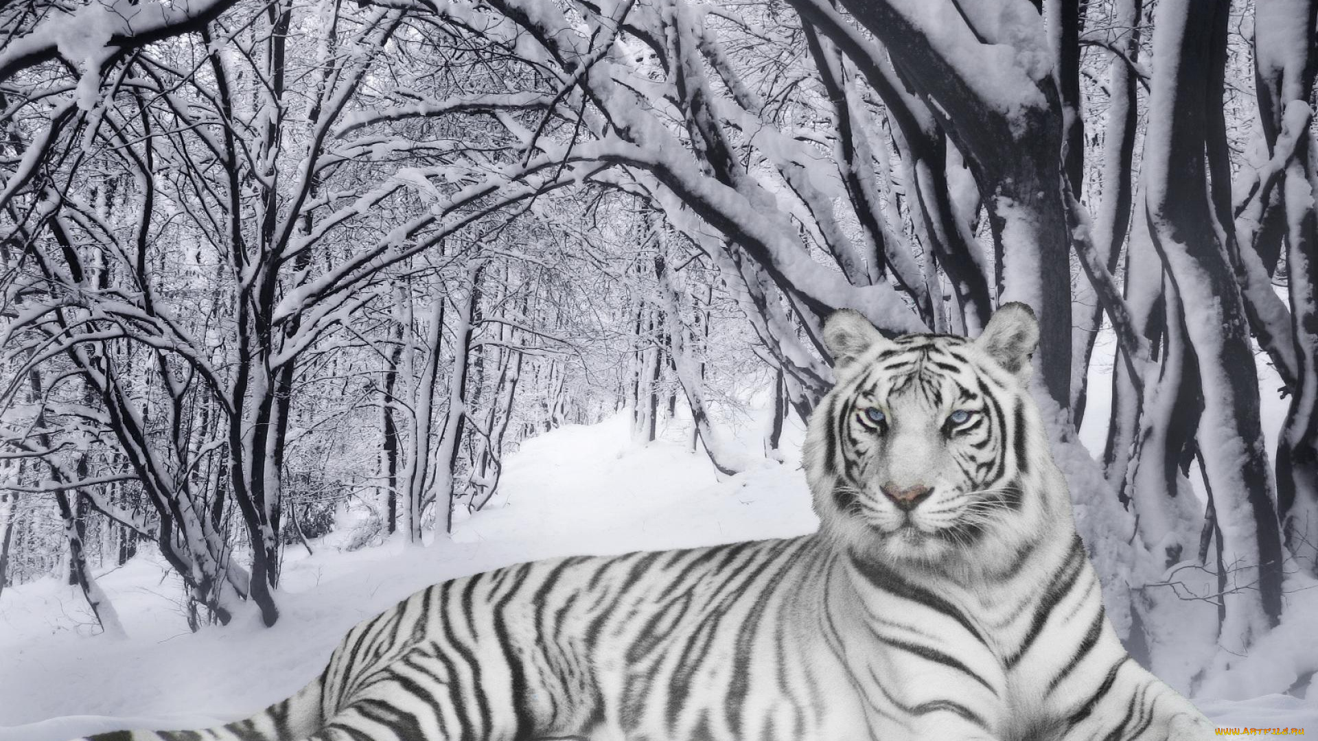 разное, компьютерный, дизайн, зима, лес, снег, тигр, белый