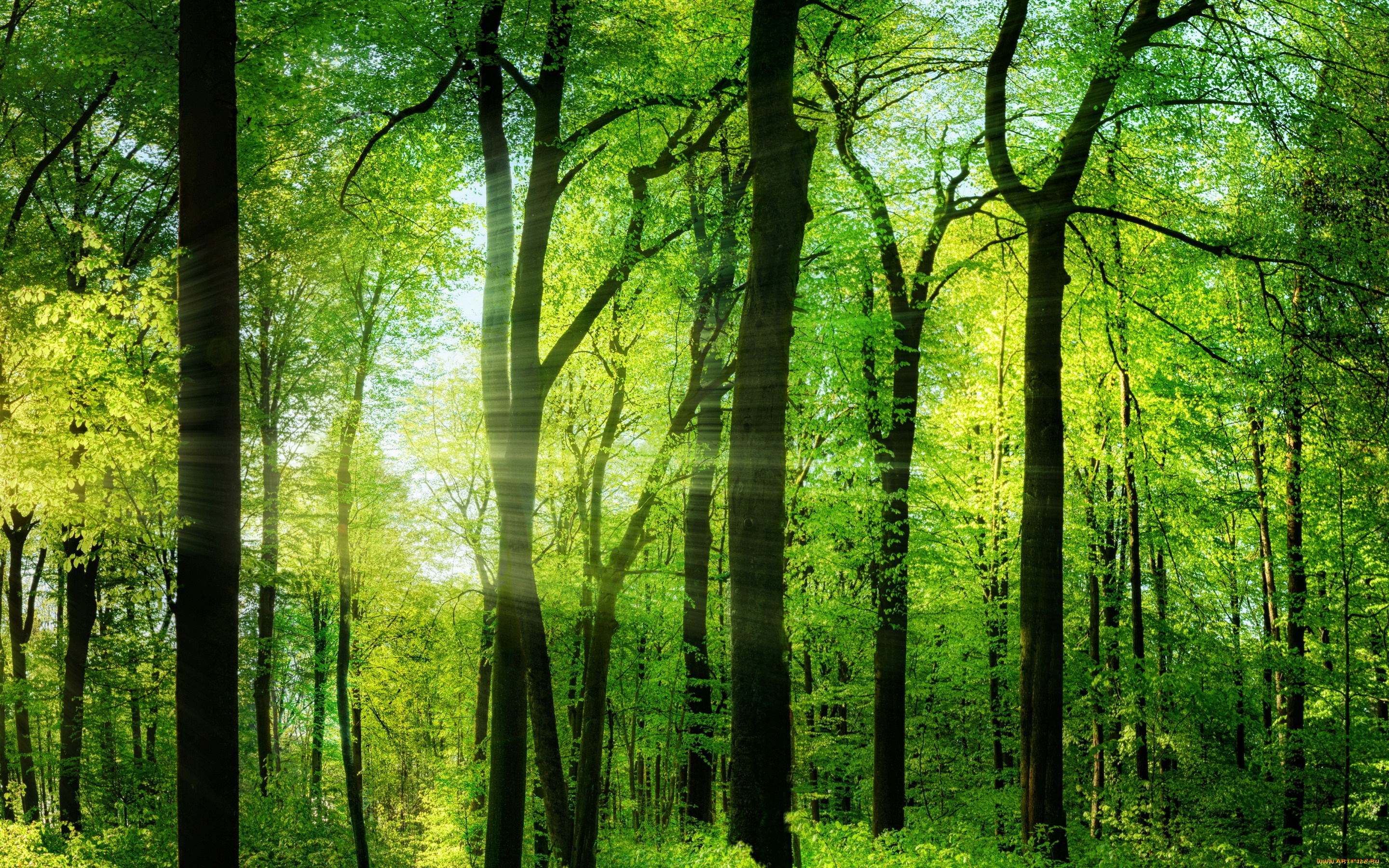 природа, лес, лето, деревья, зелень, лучи, солнца