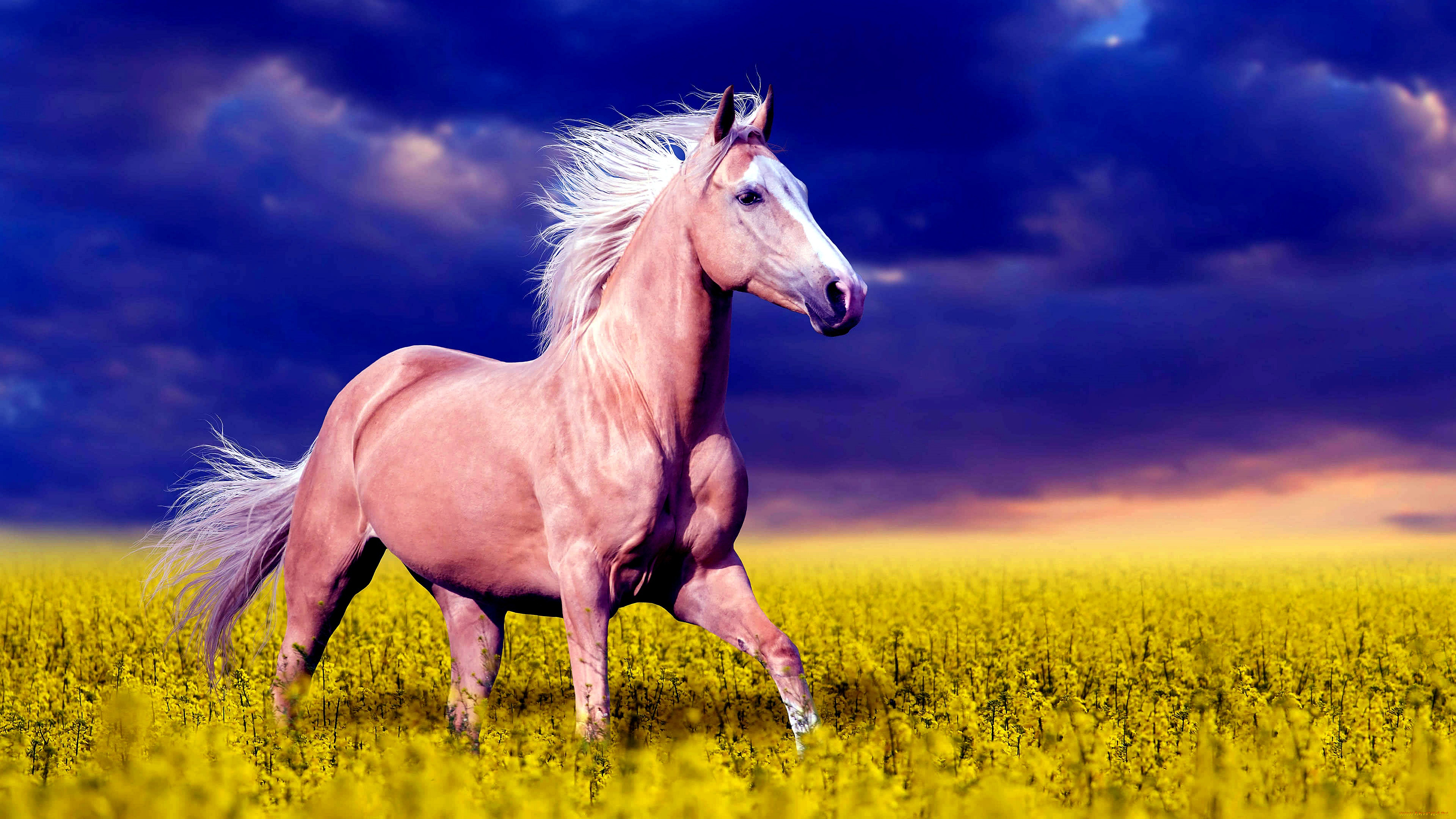 животные, лошади, лошадь, цветы, небо, поле, степь