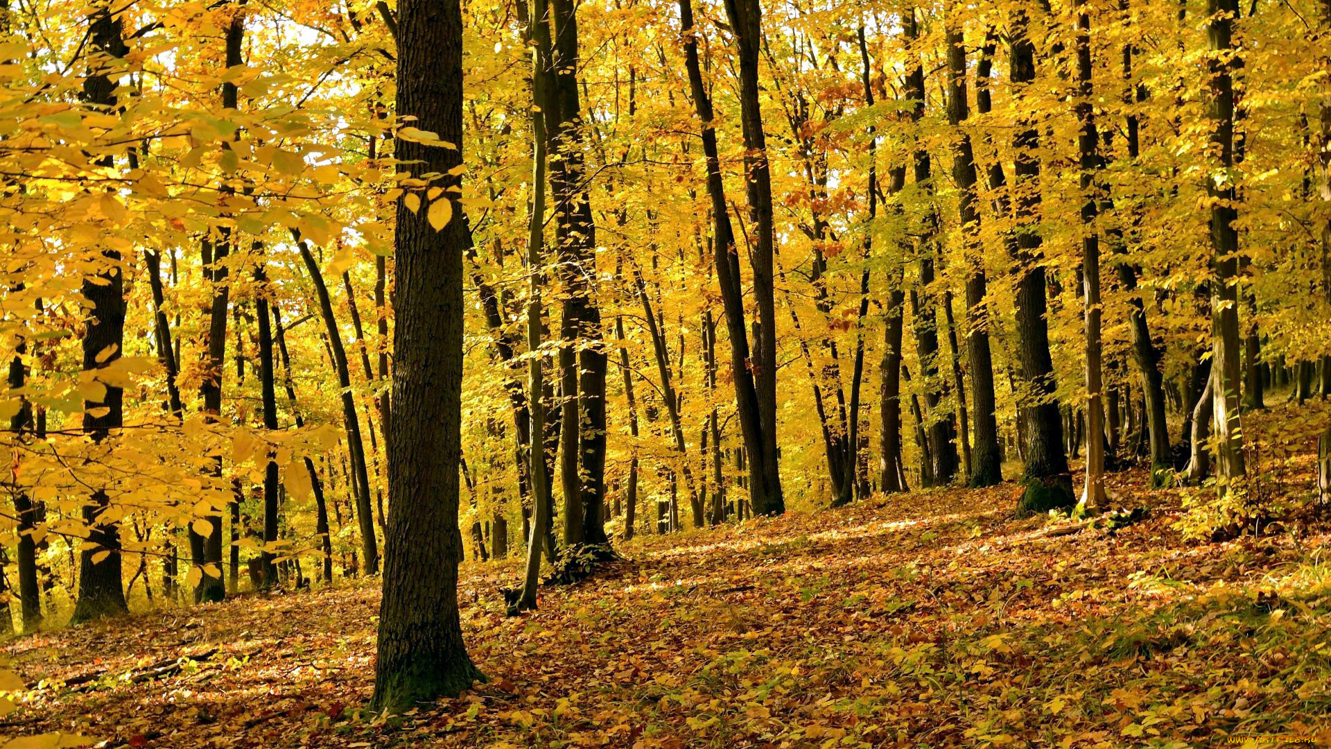 природа, лес, деревья, осень, листопад, листва