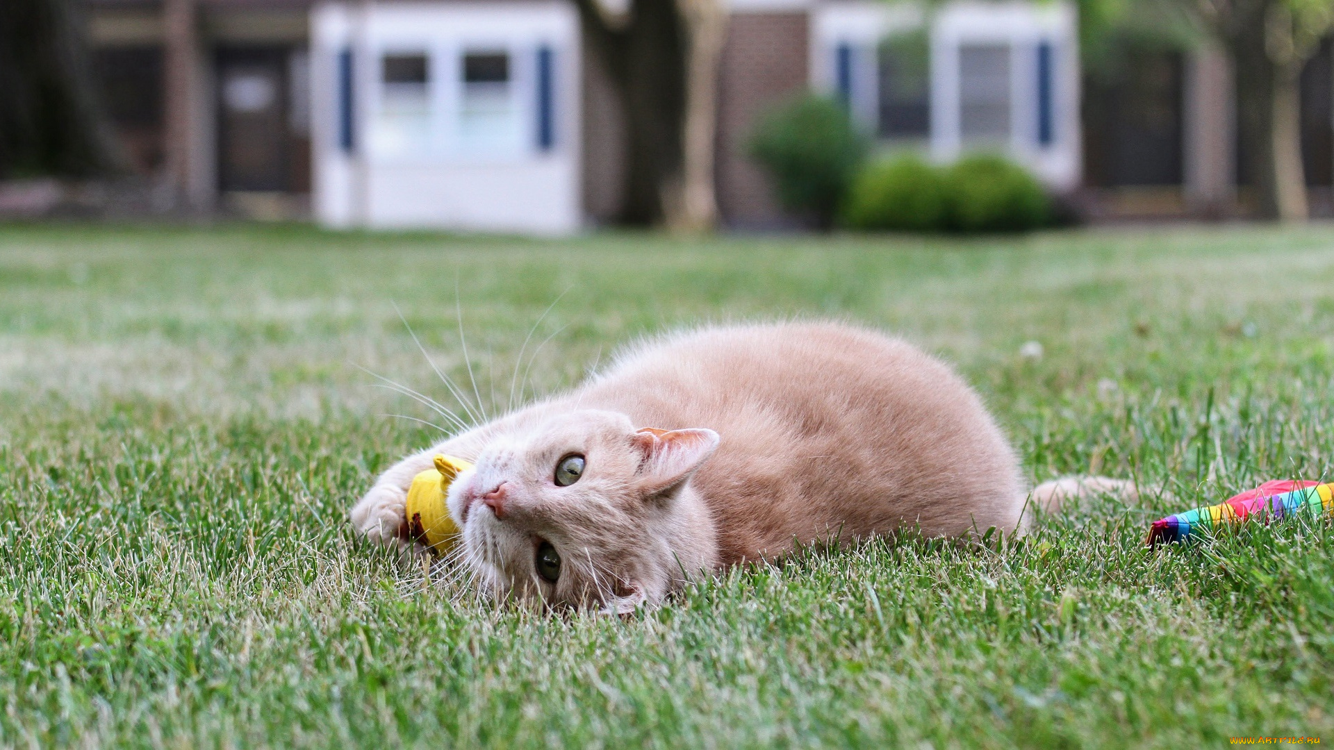 животные, коты, кот, кошка