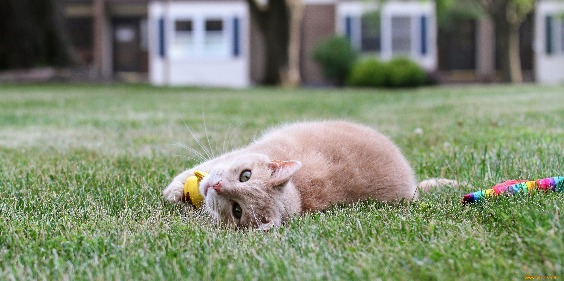 животные, коты, кот, кошка