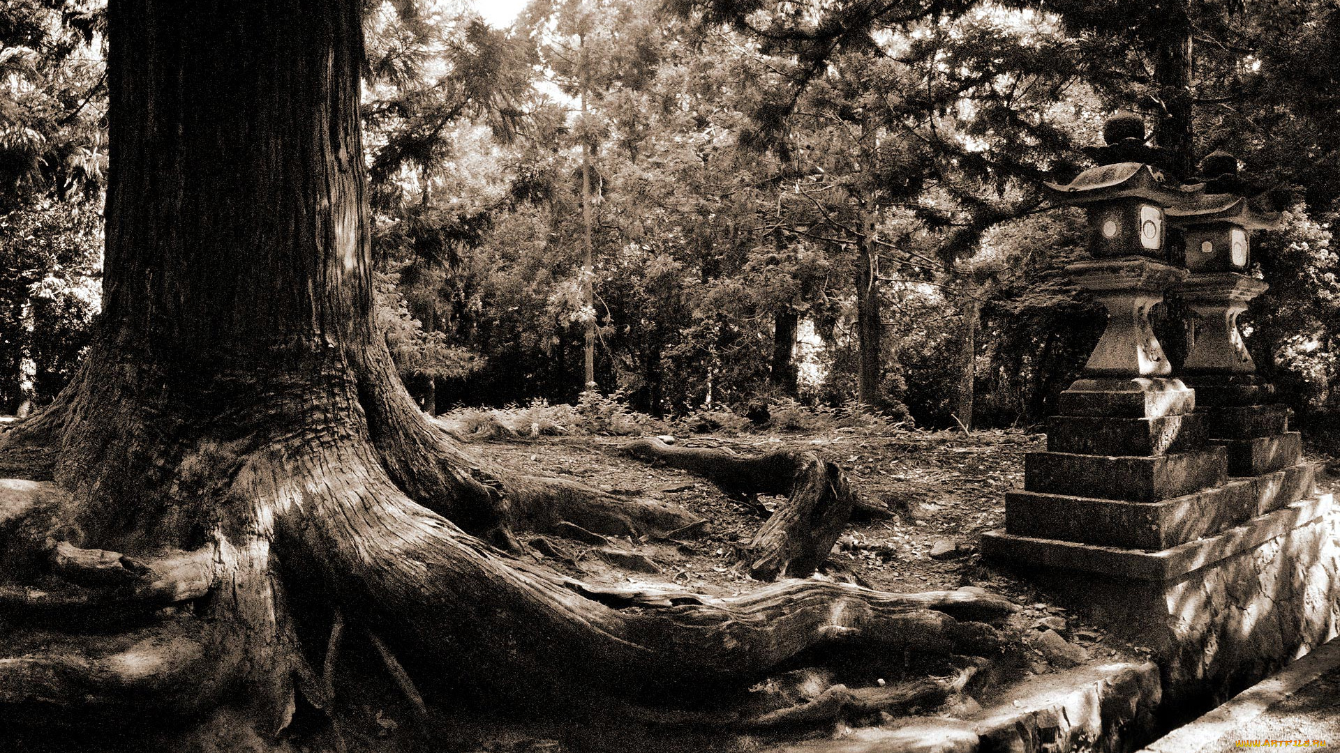 nara, forest, природа, лес