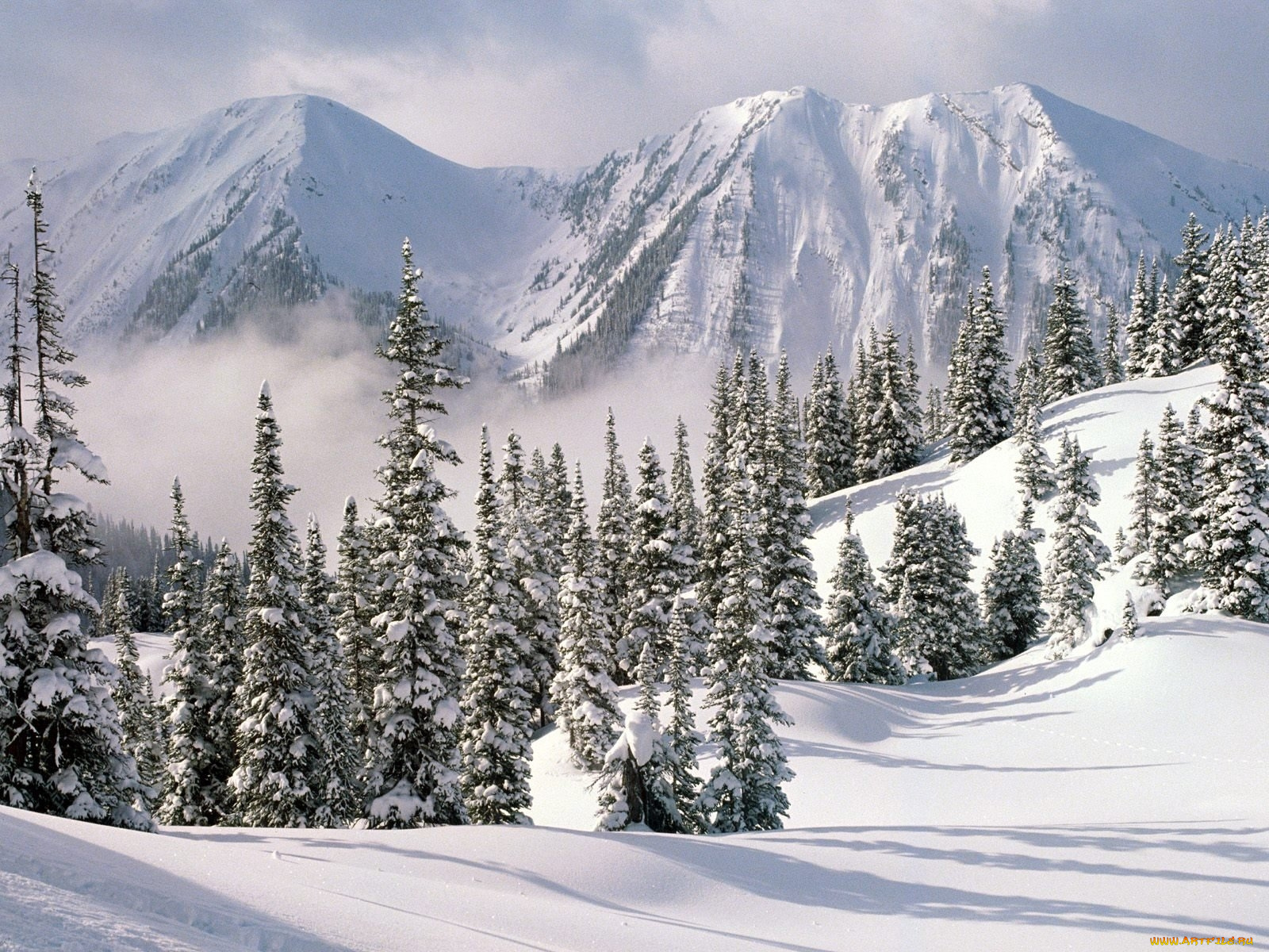 природа, зима, горы, тени, ели, снег