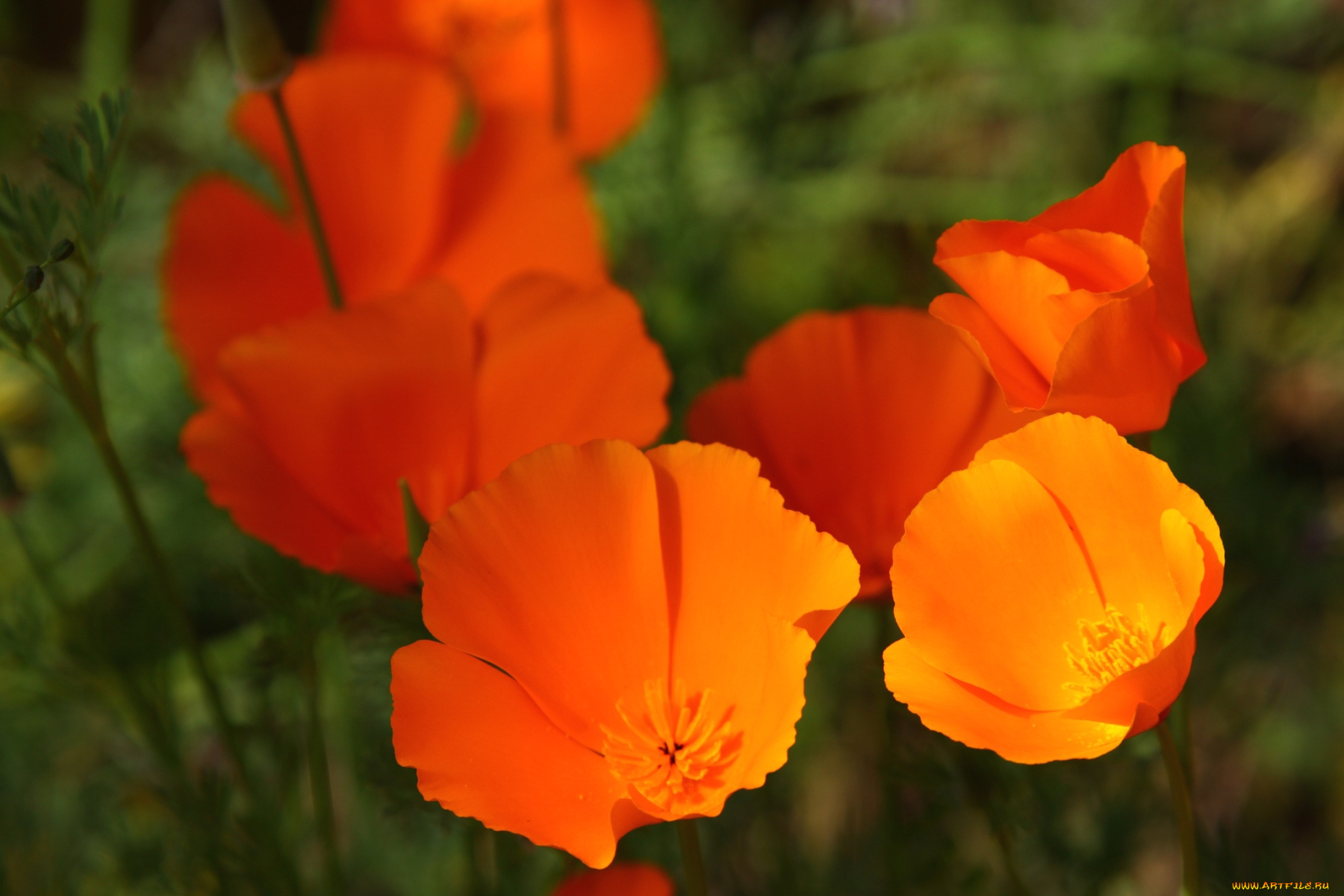 цветы, эшшольция, оранжевый, калифорнийский, мак