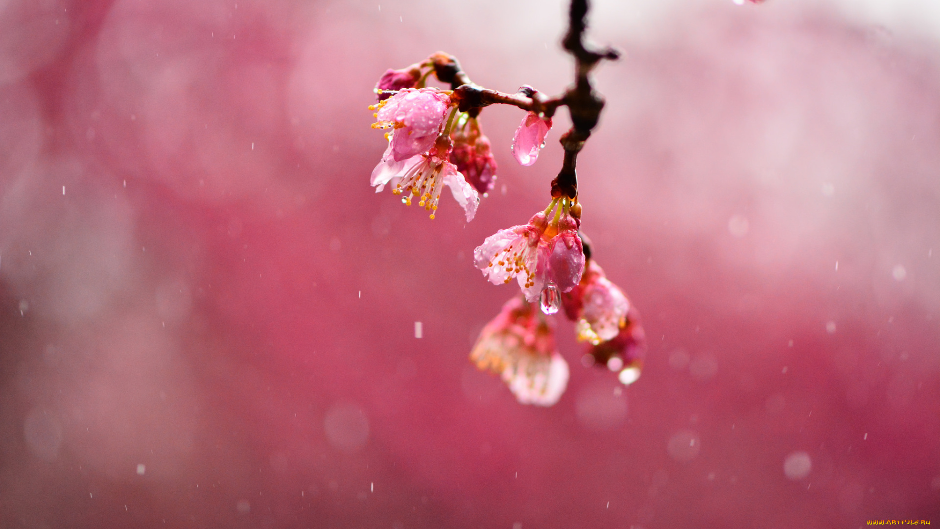 цветы, сакура, , вишня, фокус, макро, дождь, капли, размытость, вишня, ветка, розовые