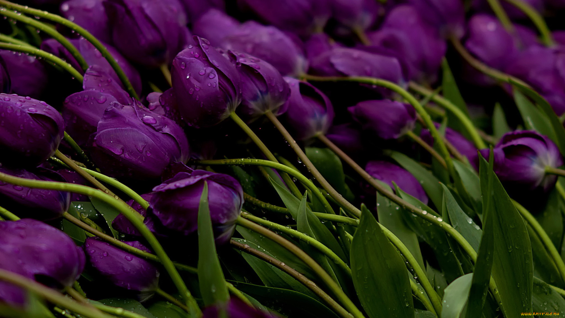 цветы, тюльпаны, стебли, бутоны, фиолетовые, вода, капли