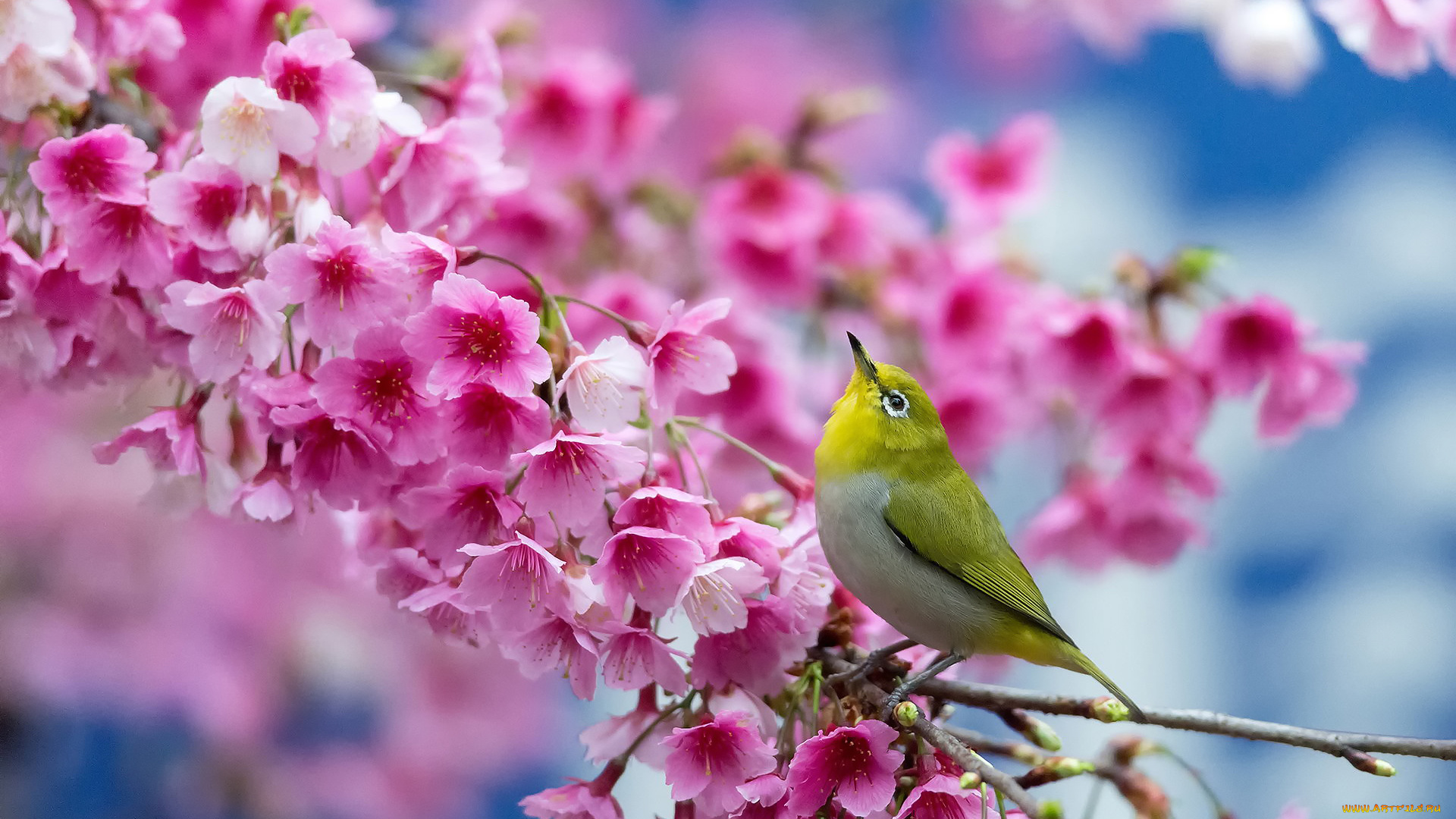 животные, белоглазки, сакура, вишня, цветы, птица, Японский, белый, глаз, весна, цветение