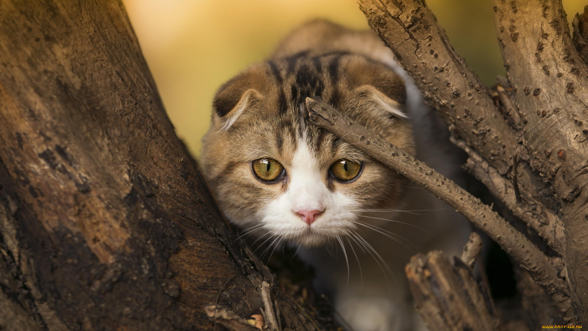 животные, коты, шотландская, вислоухая, мордочка, дерево, взгляд, котенок, кошка