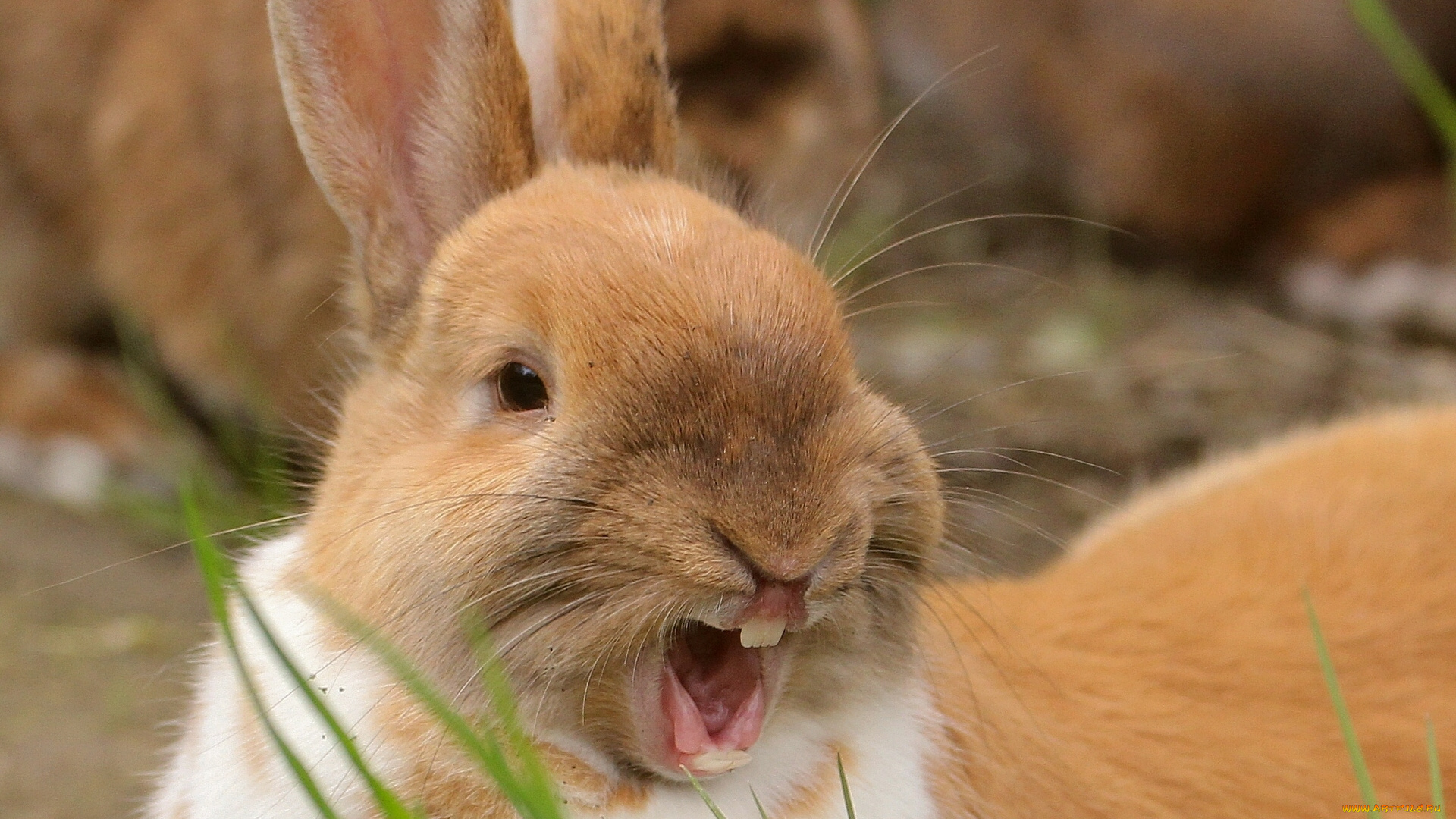 Про смешного зайца. Земляной кролик. Смешные кролики. Рыжий заяц. Смешной заяц.