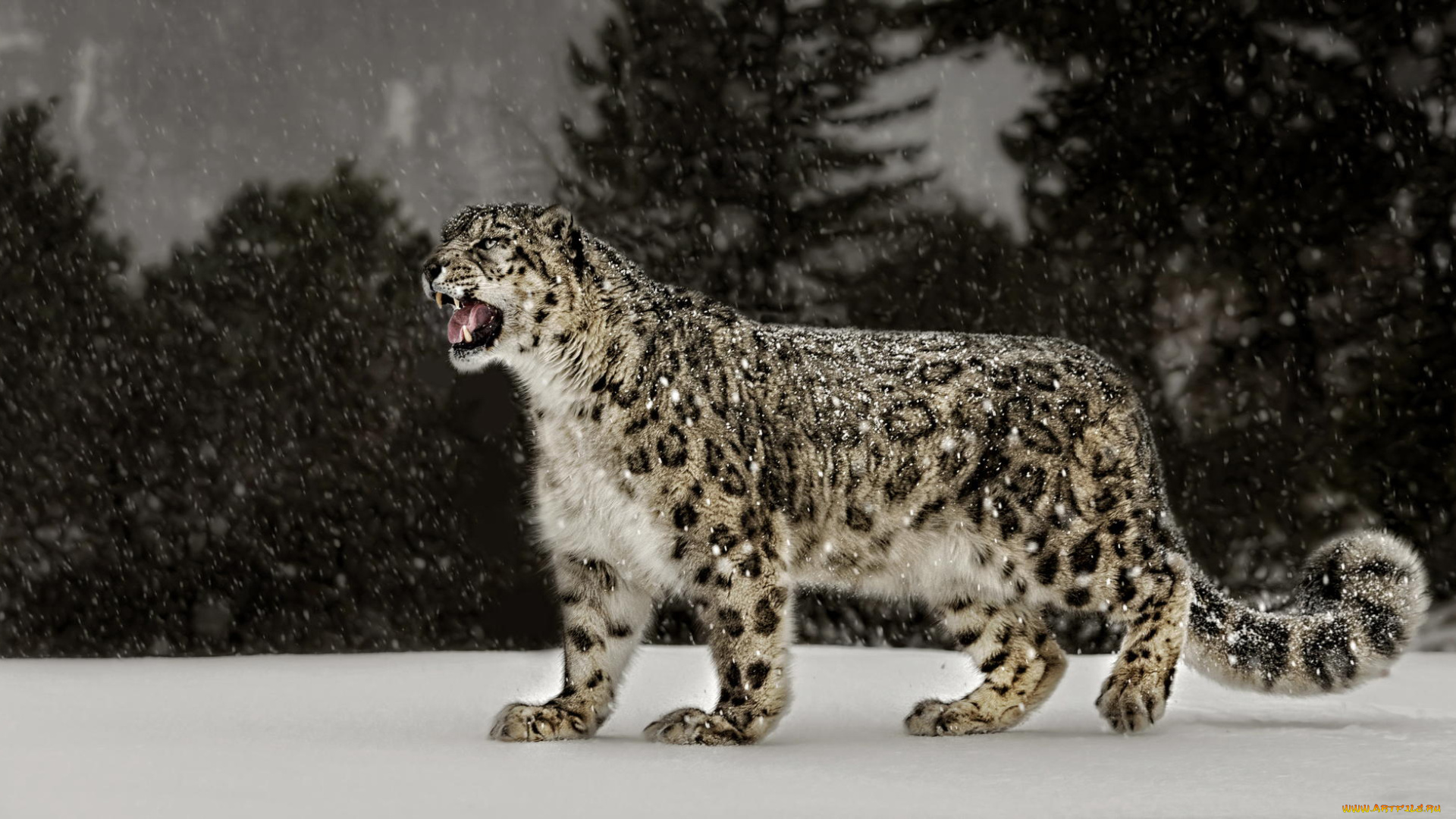 животные, леопарды, snow, leopard, снег, леопард