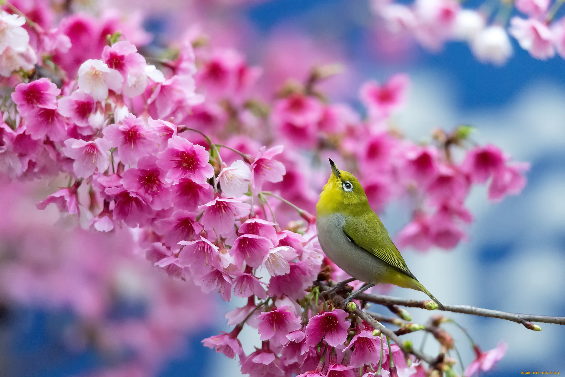 животные, белоглазки, сакура, вишня, цветы, птица, Японский, белый, глаз, весна, цветение