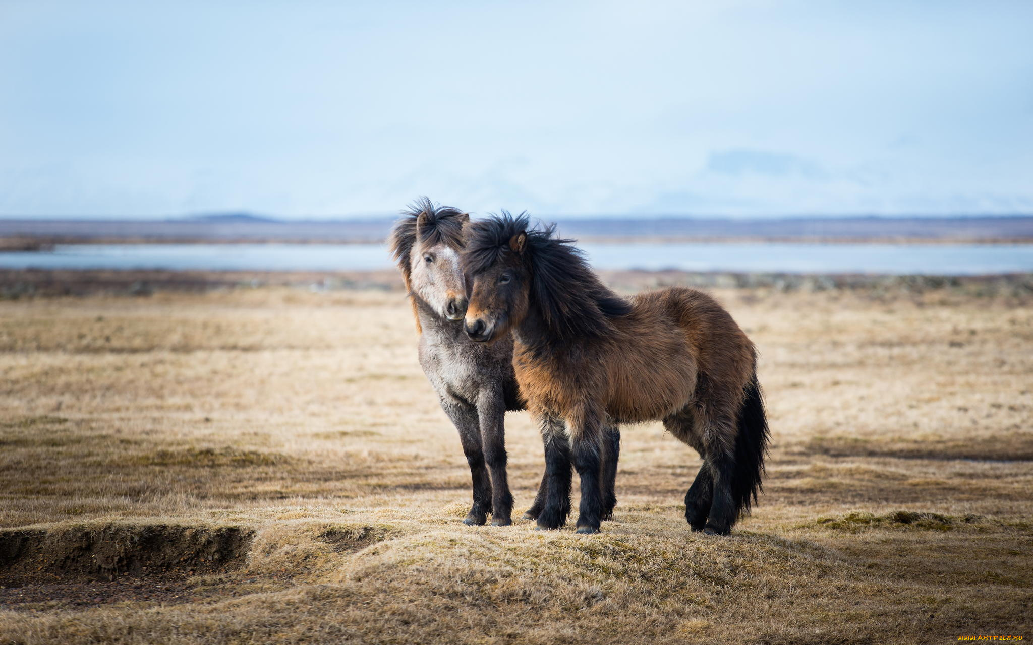 животные, лошади, простор, природа, исландия, пара, пони