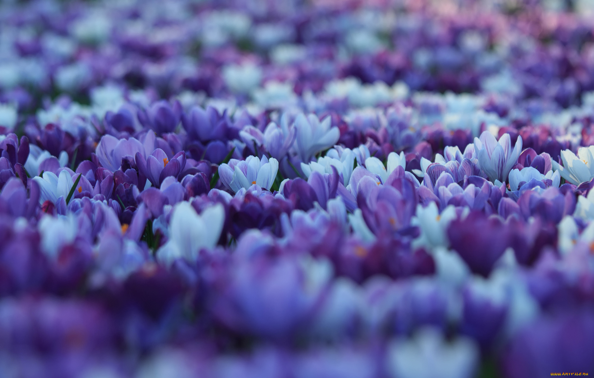 фиолетовые цветочки на поляне скачать