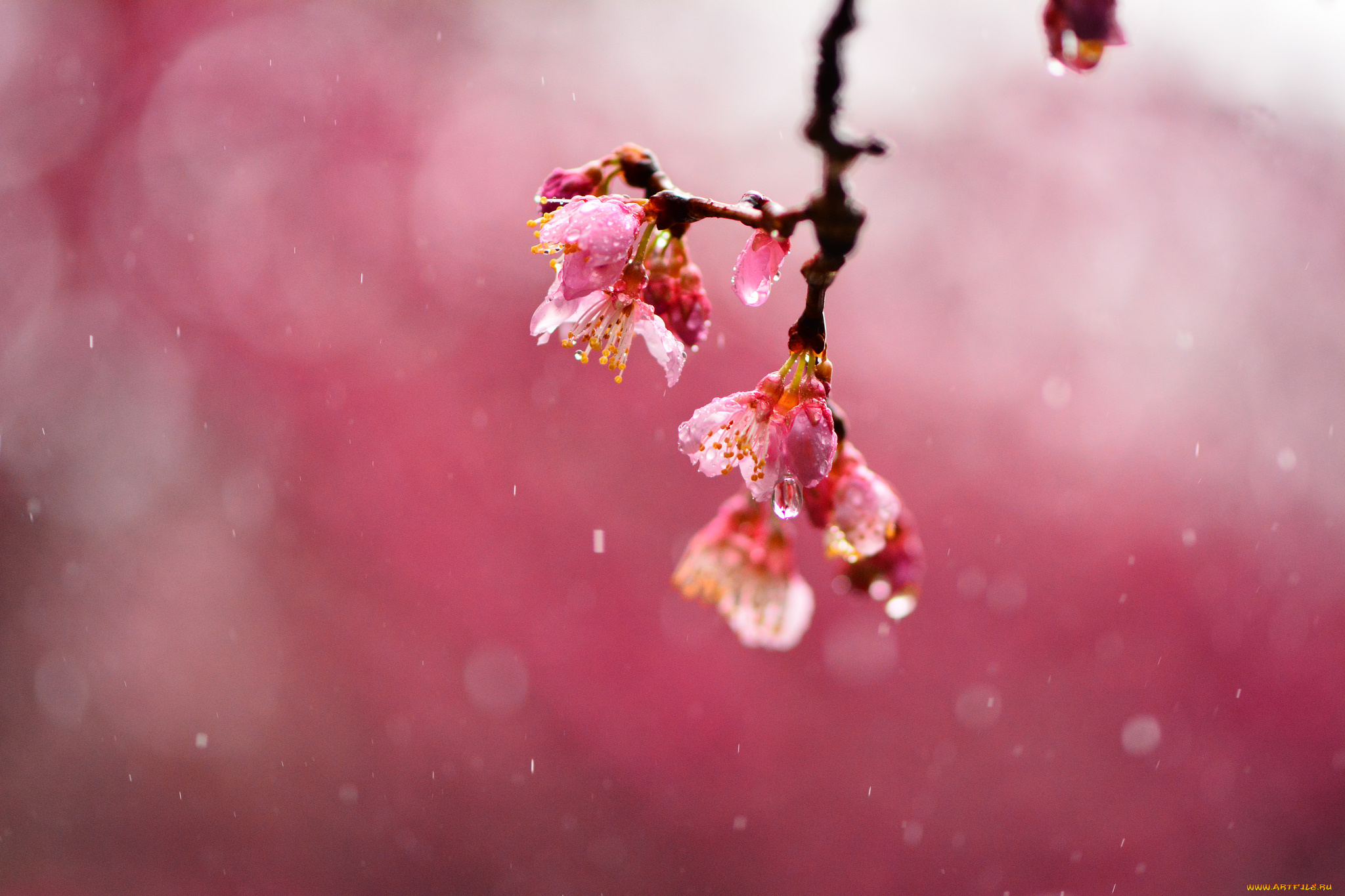 цветы, сакура, , вишня, фокус, макро, дождь, капли, размытость, вишня, ветка, розовые