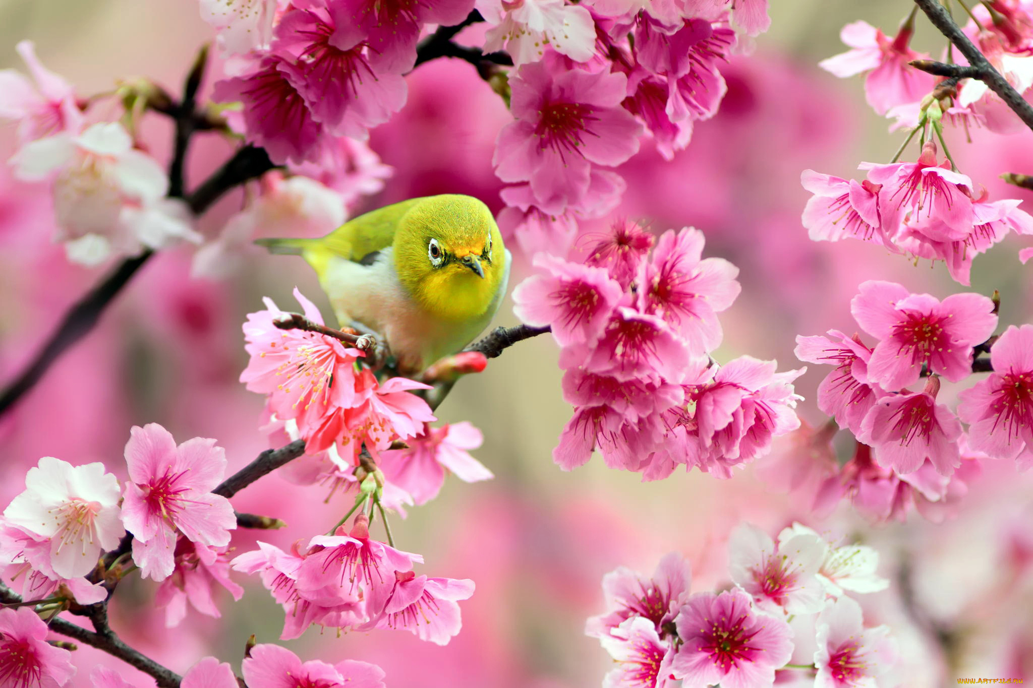 животные, белоглазки, цветы, розовые, ветки, вишня, дерево, сакура, желтая, птица, Японский, белый, глаз