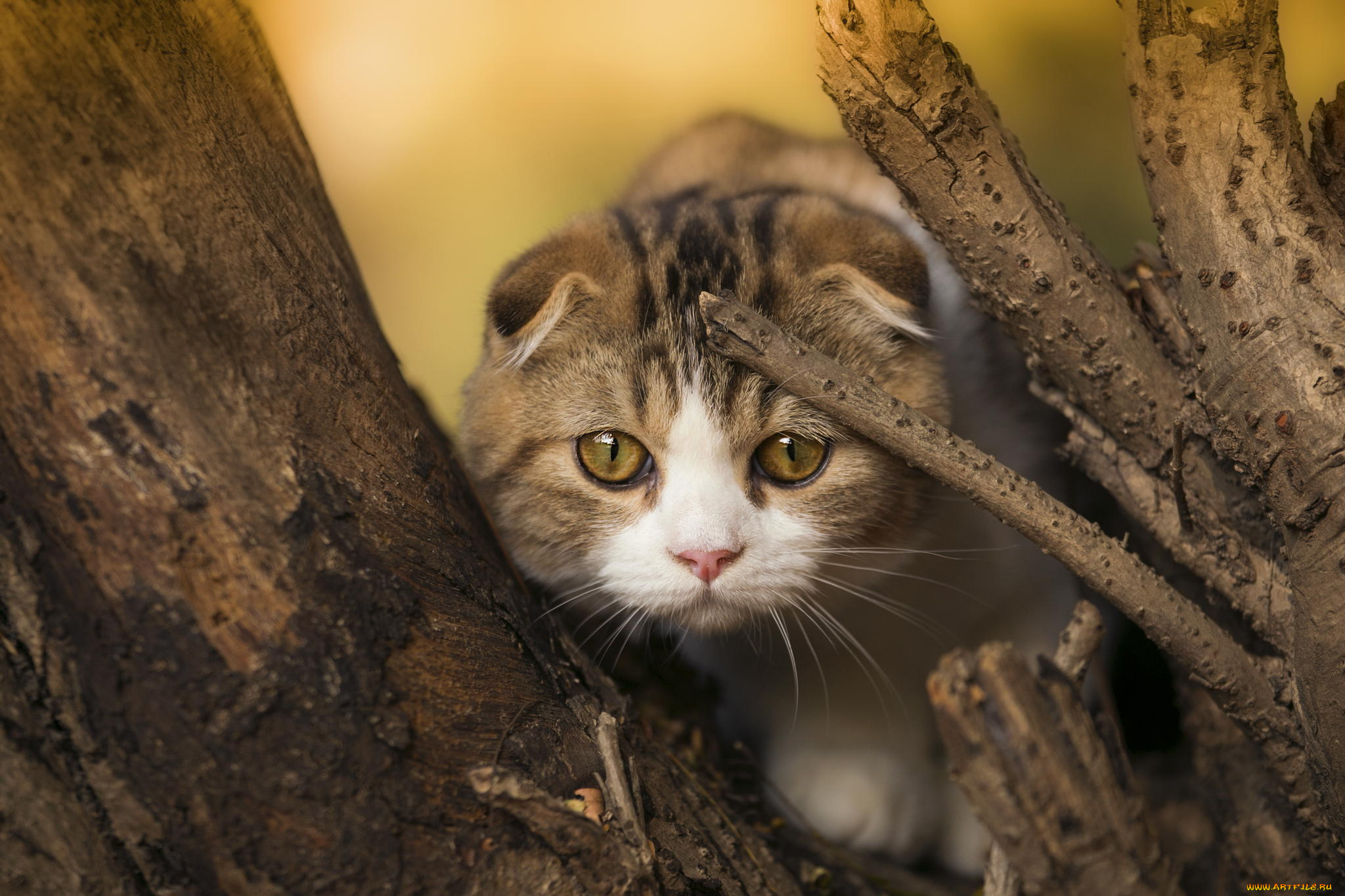 животные, коты, шотландская, вислоухая, мордочка, дерево, взгляд, котенок, кошка