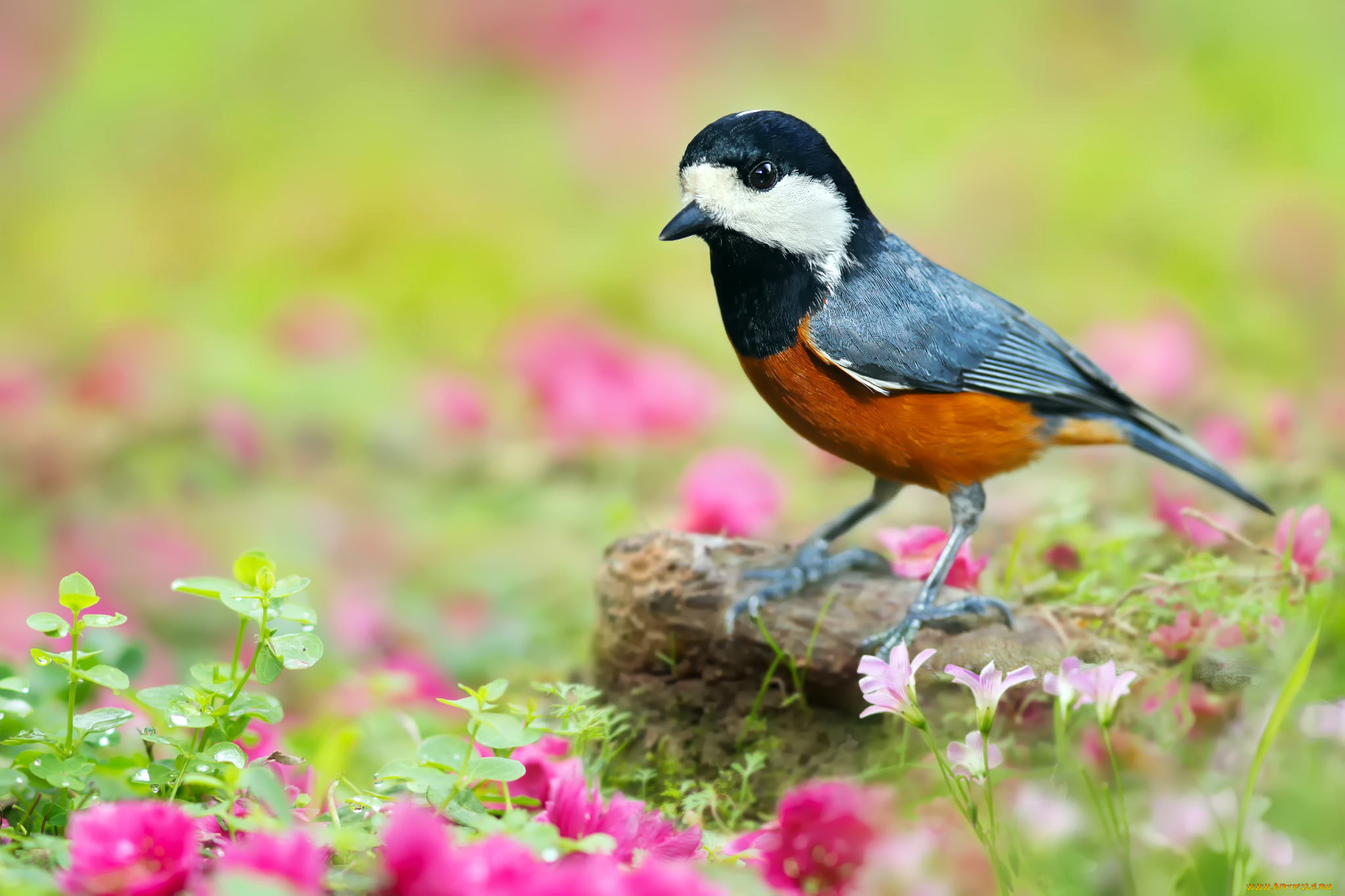 японские птицы фото