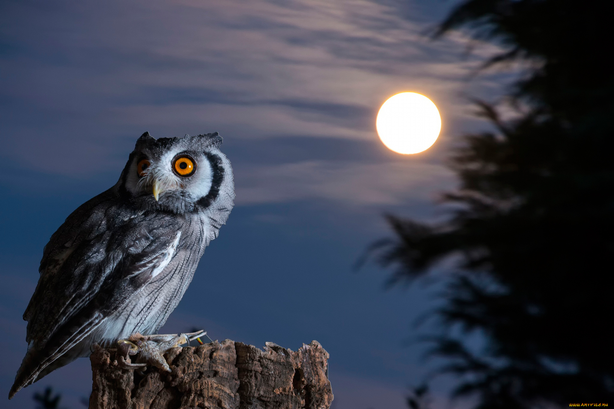 Спокойной ночи птичка. Найт Оул / ночная Сова (Night Owl). Красивая Сова. Ночные птицы. Сова птица.