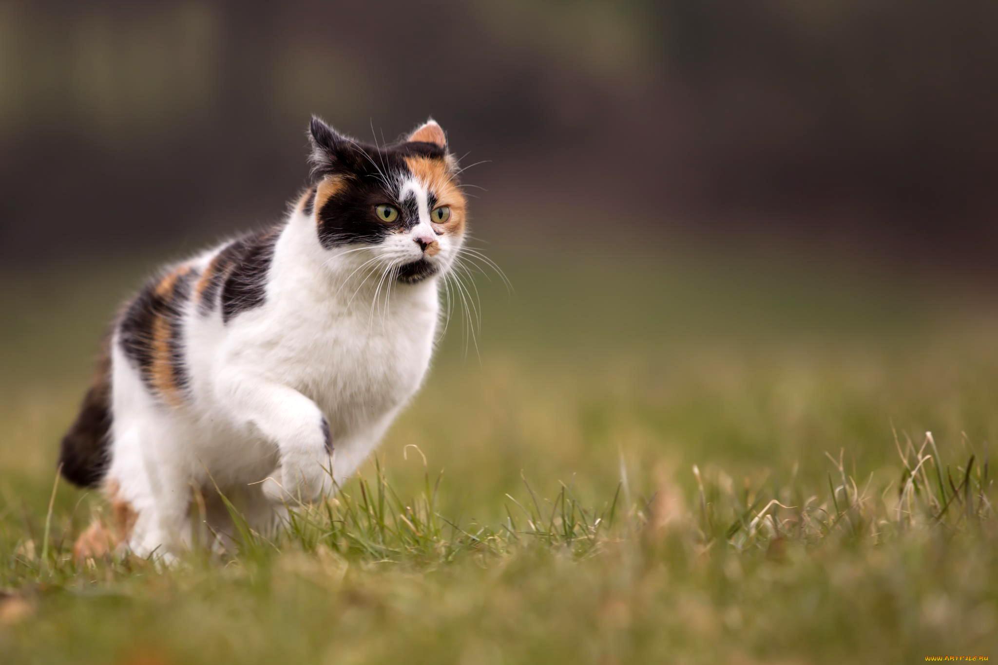 Cat running. Трехцветный кот. Кот бежит. Кот убегает. Трёхцветная кошка на природе.