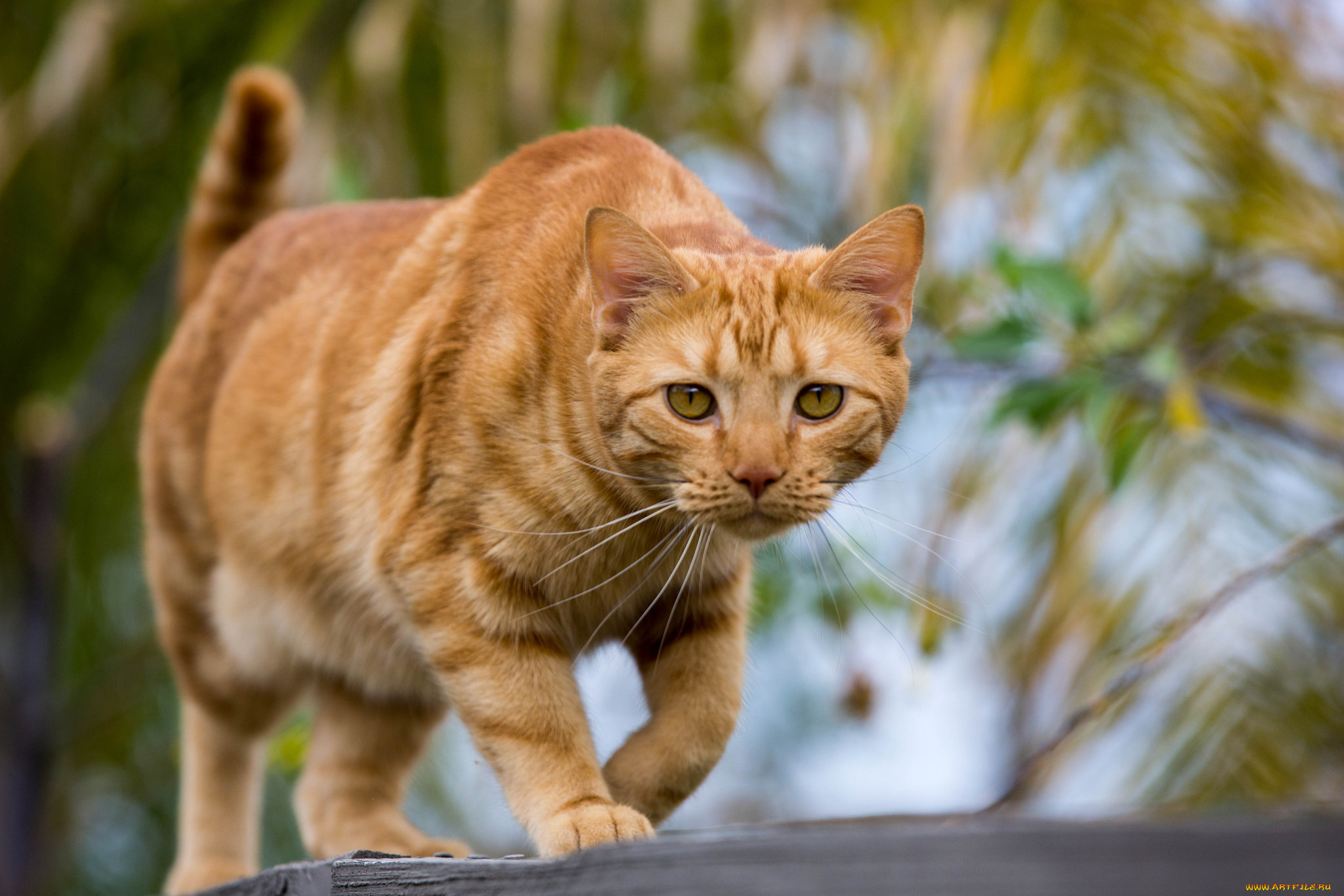 животные, коты, рыжий, кот, взгляд