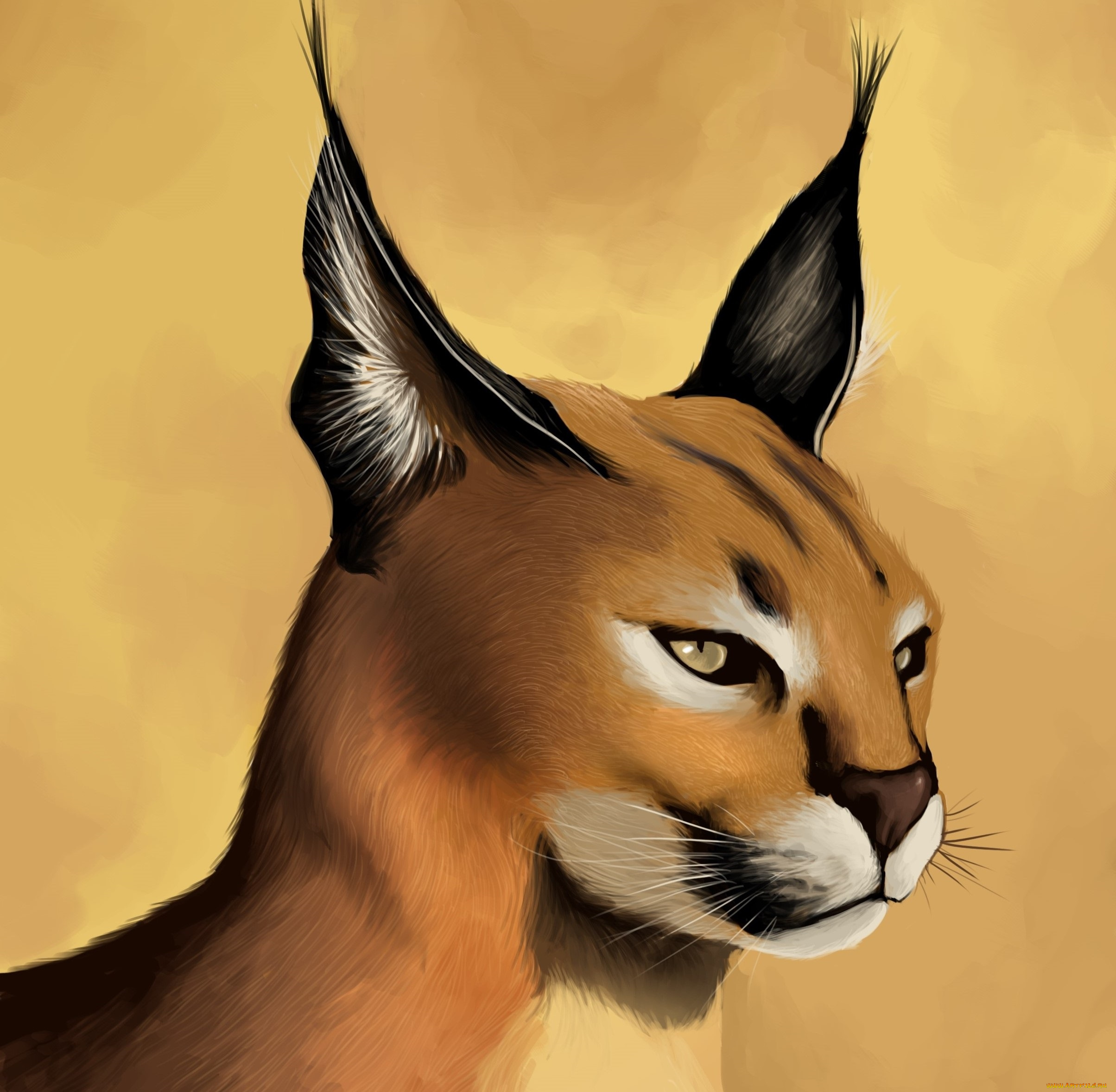 рисованные, животные, caracal