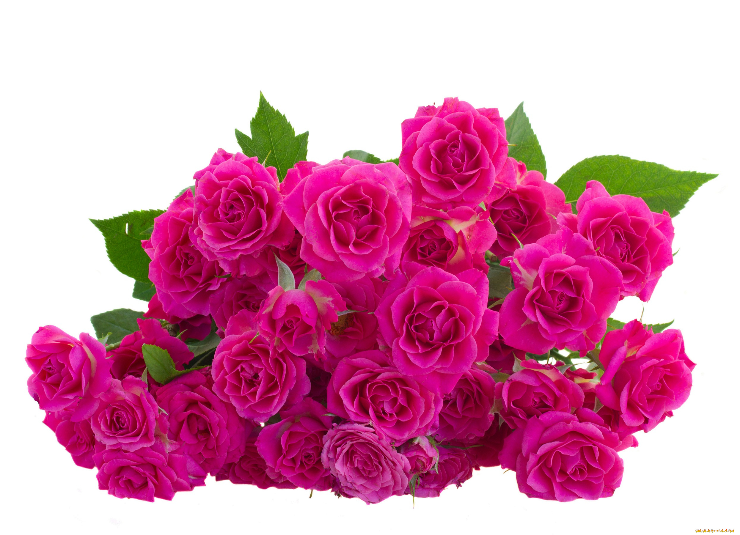 цветы, розы, leaves, pink, roses, flowers, листики, розовые